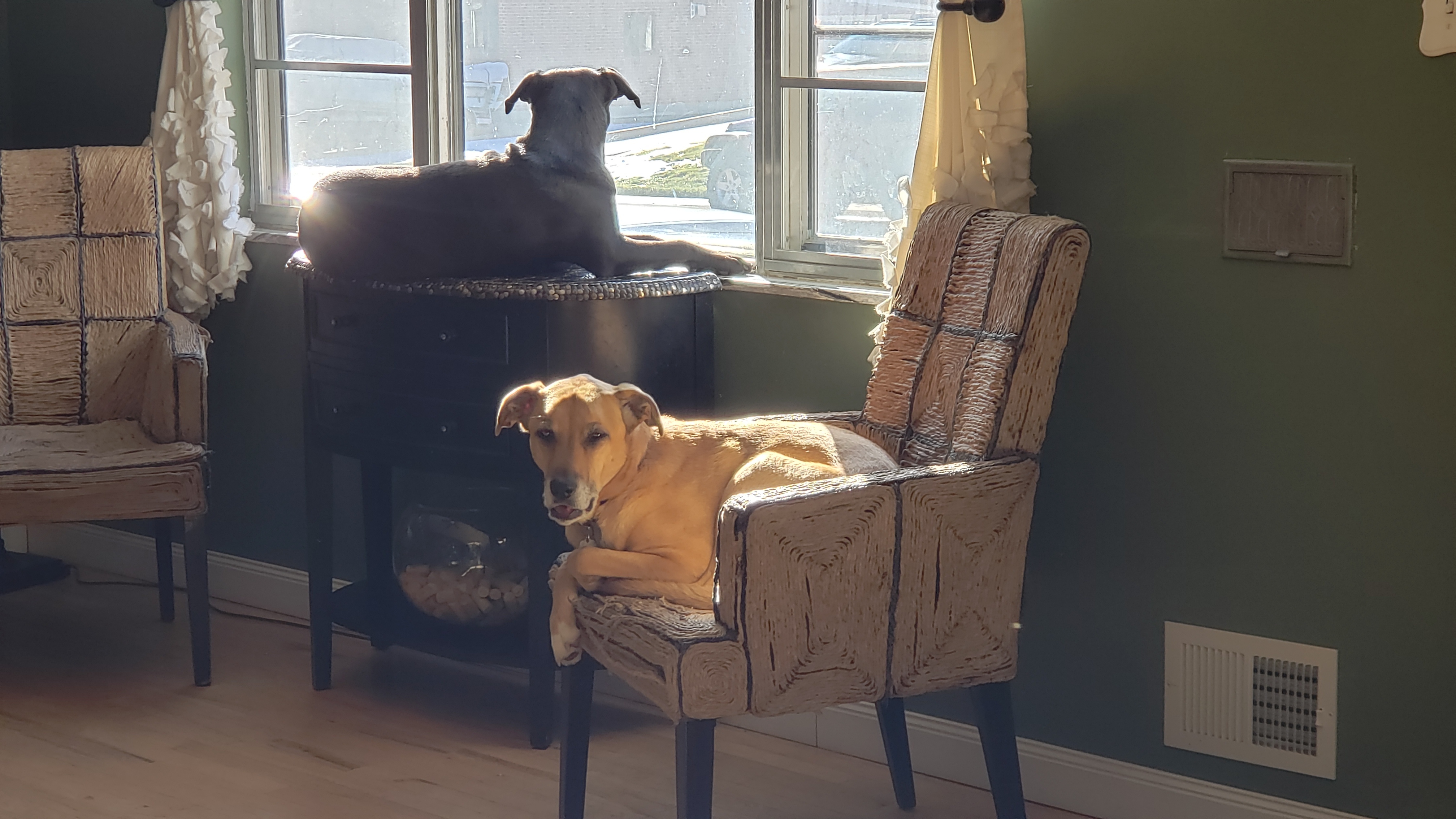 Cat Scratched Chair Repair 13 Steps Instructables