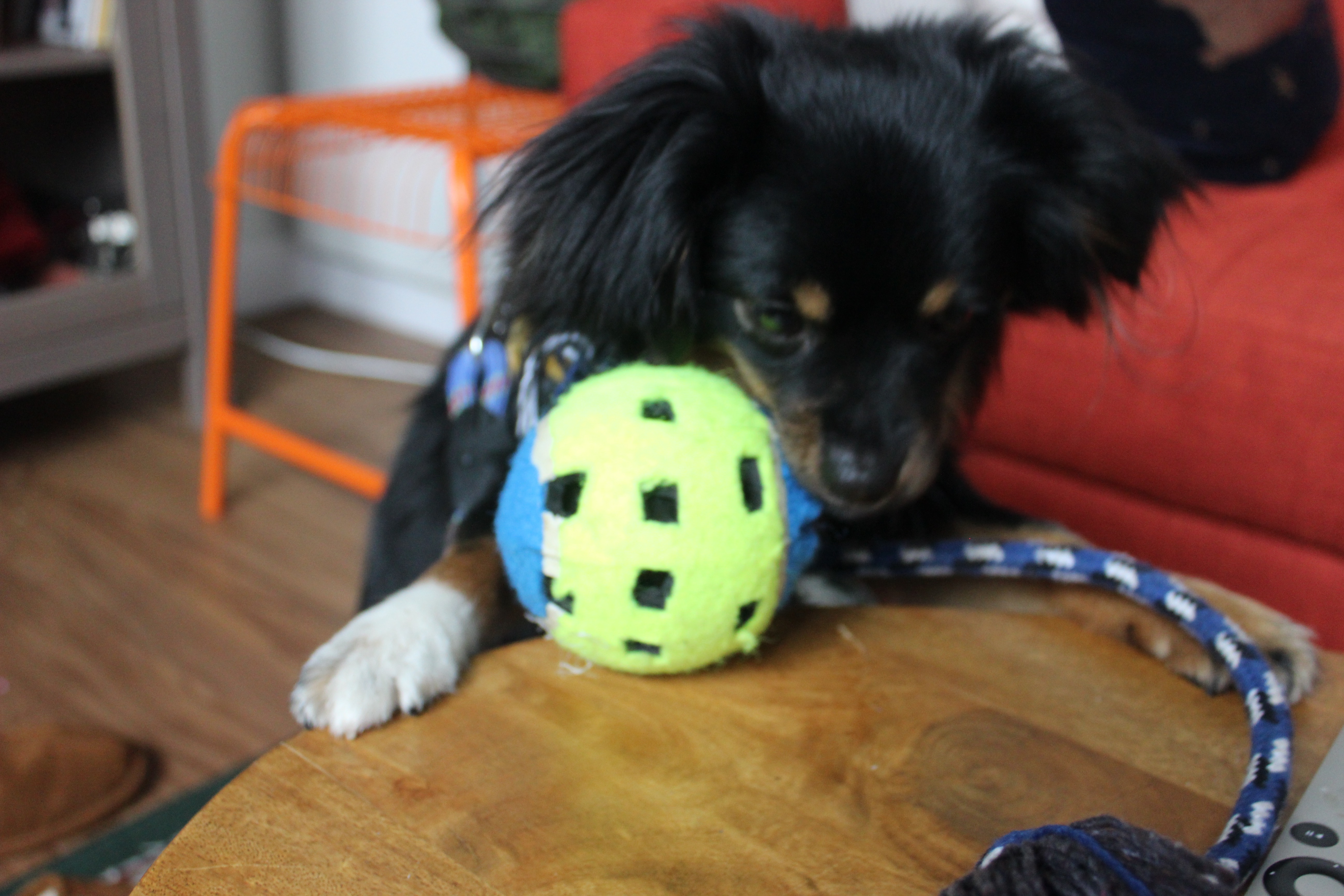 3 Light Up Dog Toy 6 Steps (with Pictures) Instructables