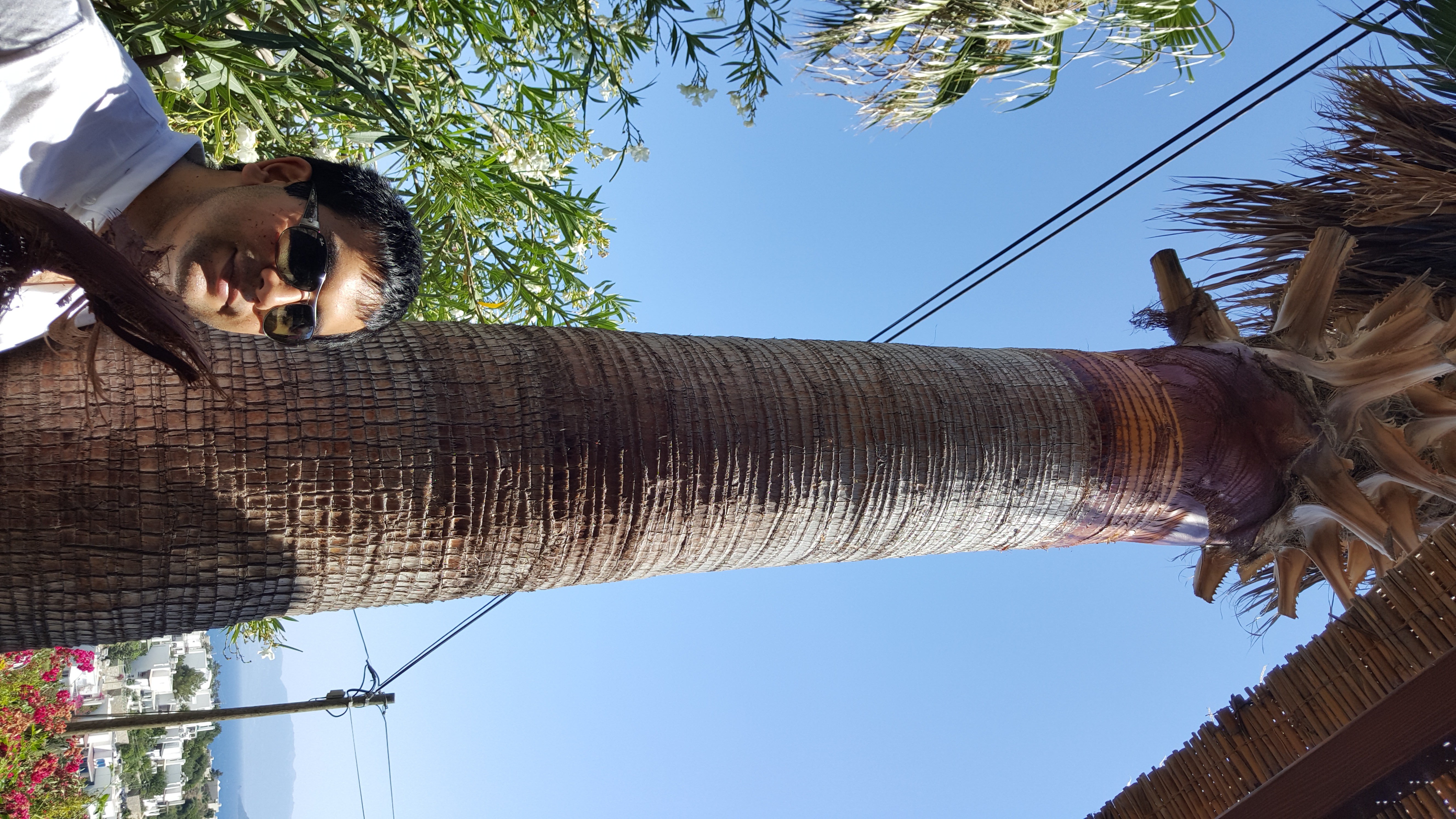 How to Cut Palm Tree's Leaves 10 Steps (with Pictures) Instructables