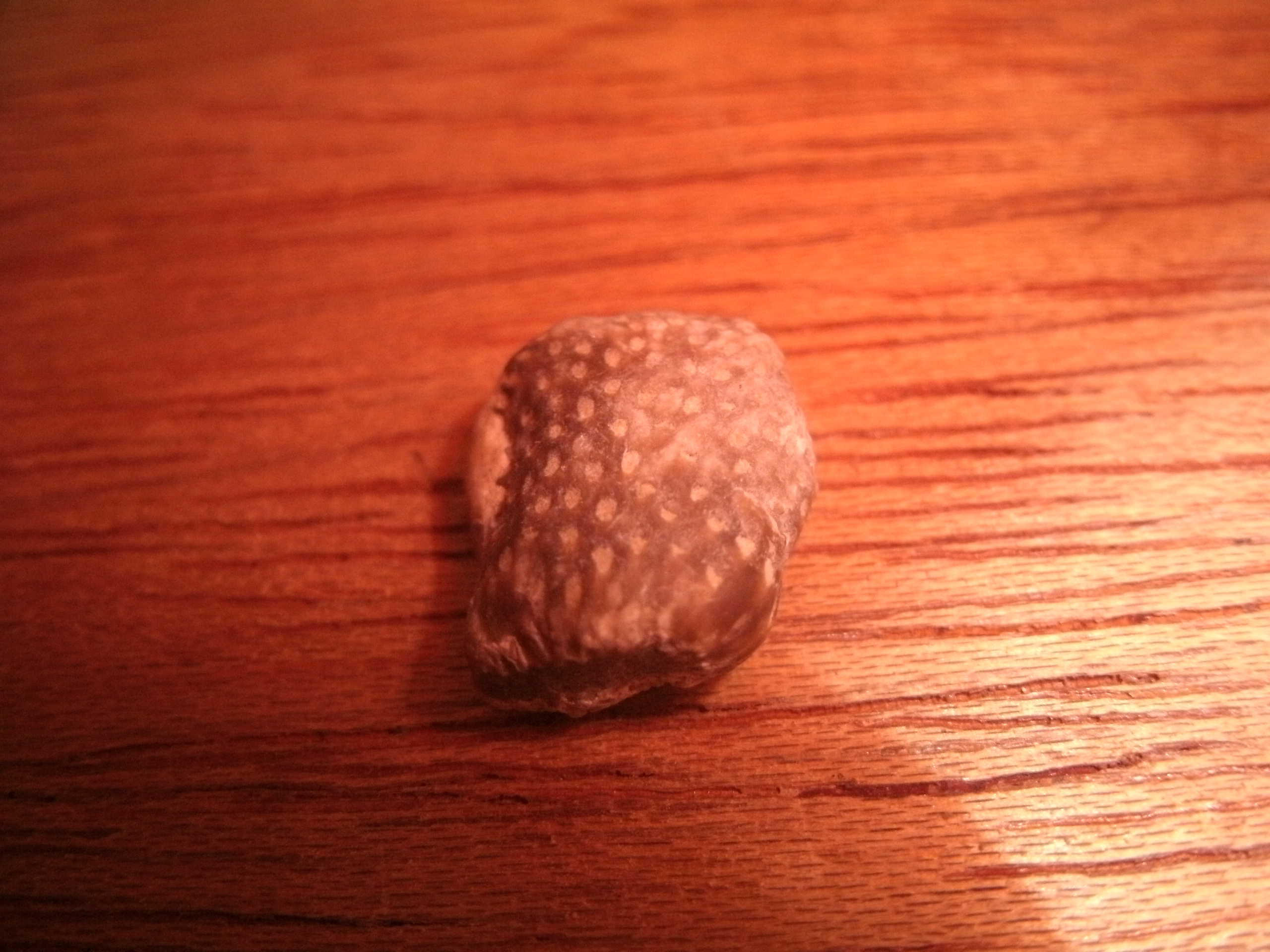 Fossil Hunting 4 Steps Instructables