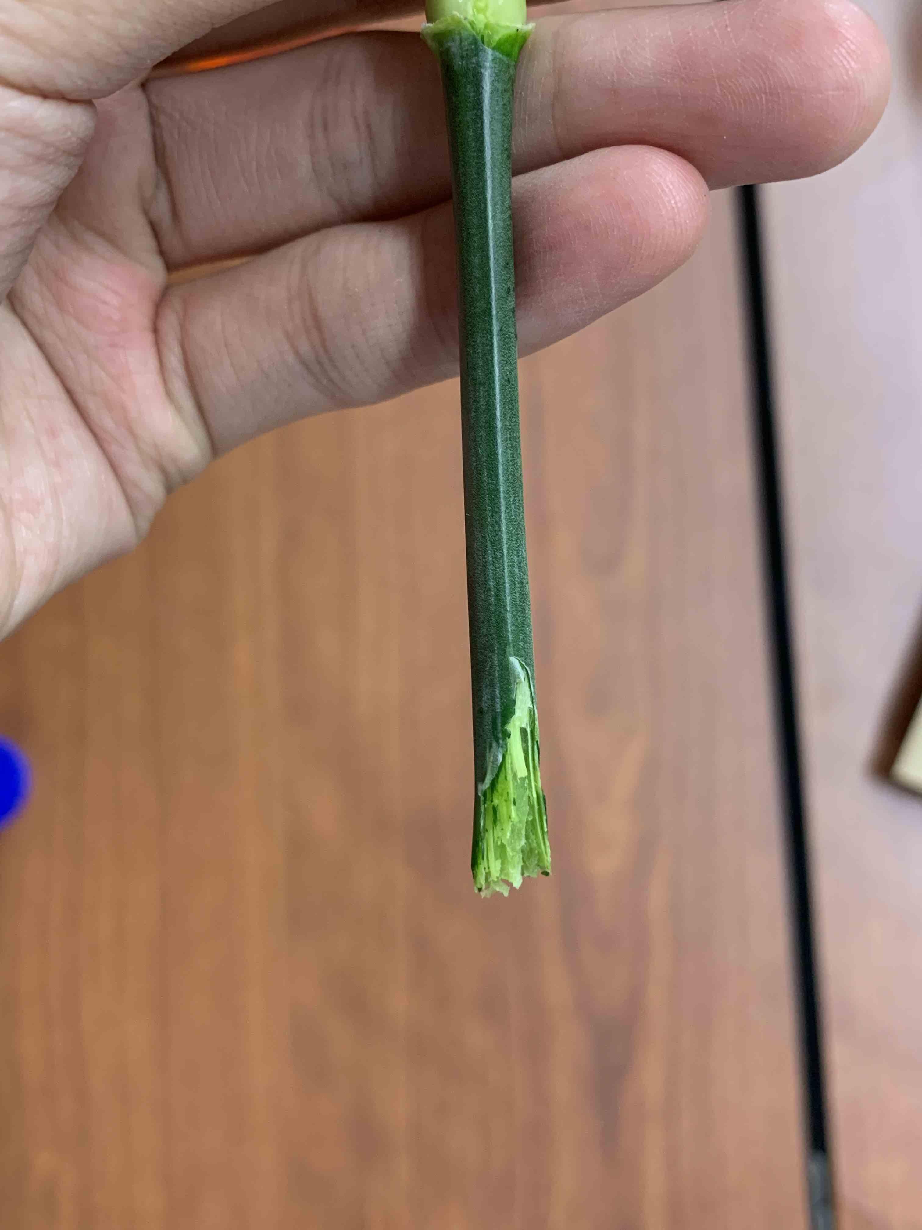 How to Dye Flowers Different Colours 3 Steps Instructables