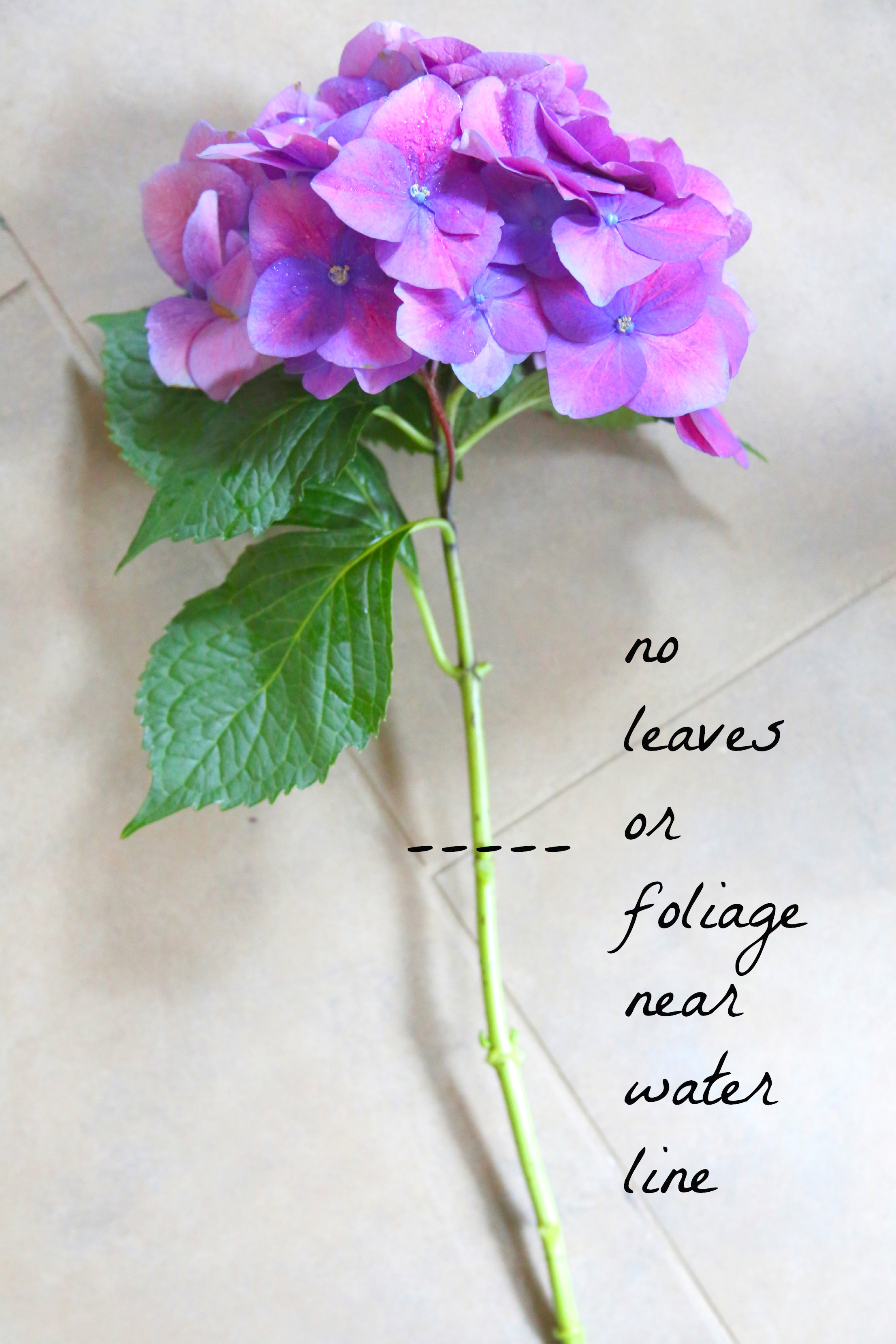 How to Make Flowers Last Longer 8 Steps (with Pictures) Instructables