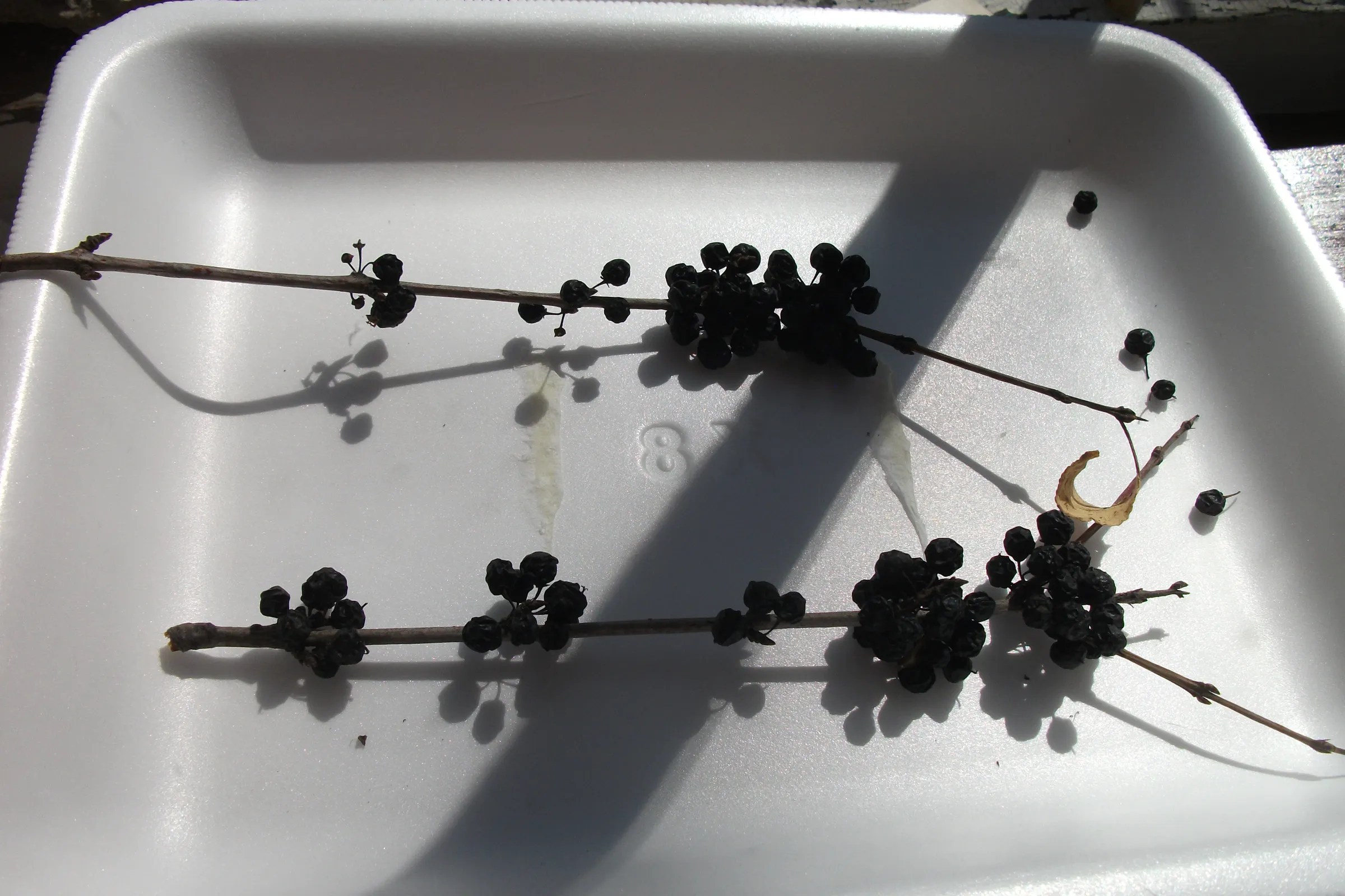 Pick Your Own Laxative! Instructables
