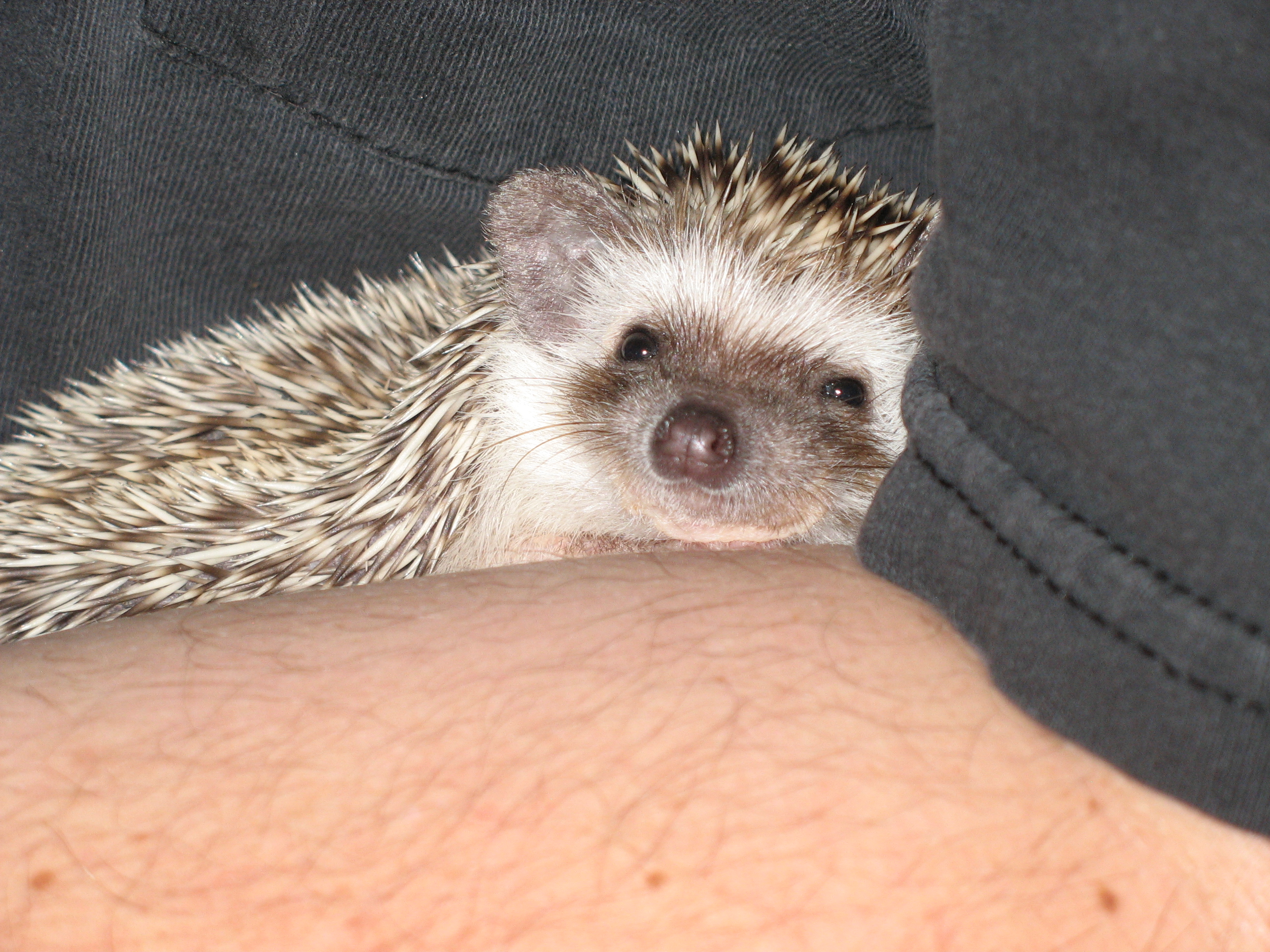 Simple Hedgehog Dig Box 3 Steps (with Pictures) Instructables