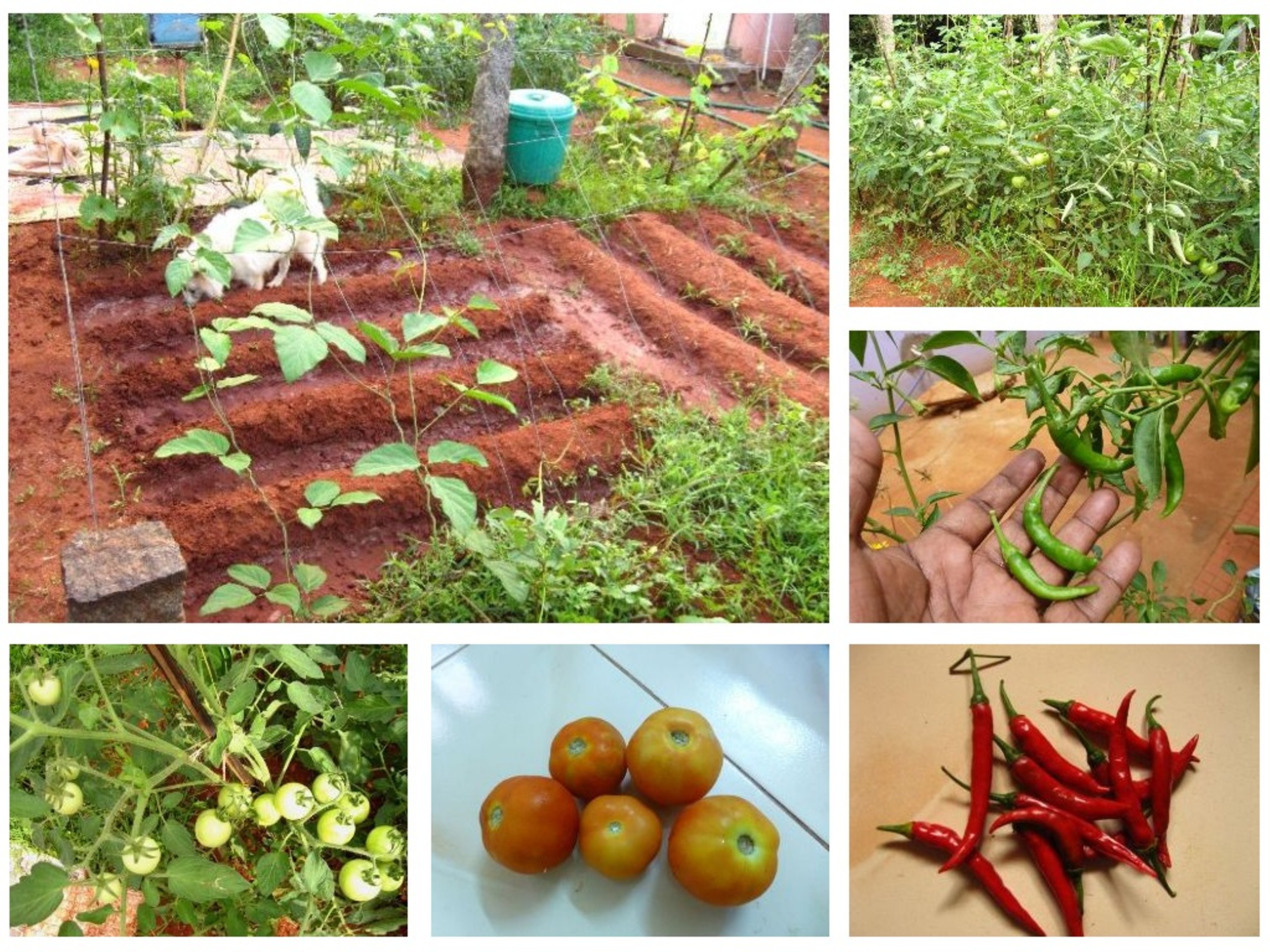 Growing a Small Kitchen Garden in Your Backyard 15 Steps (with