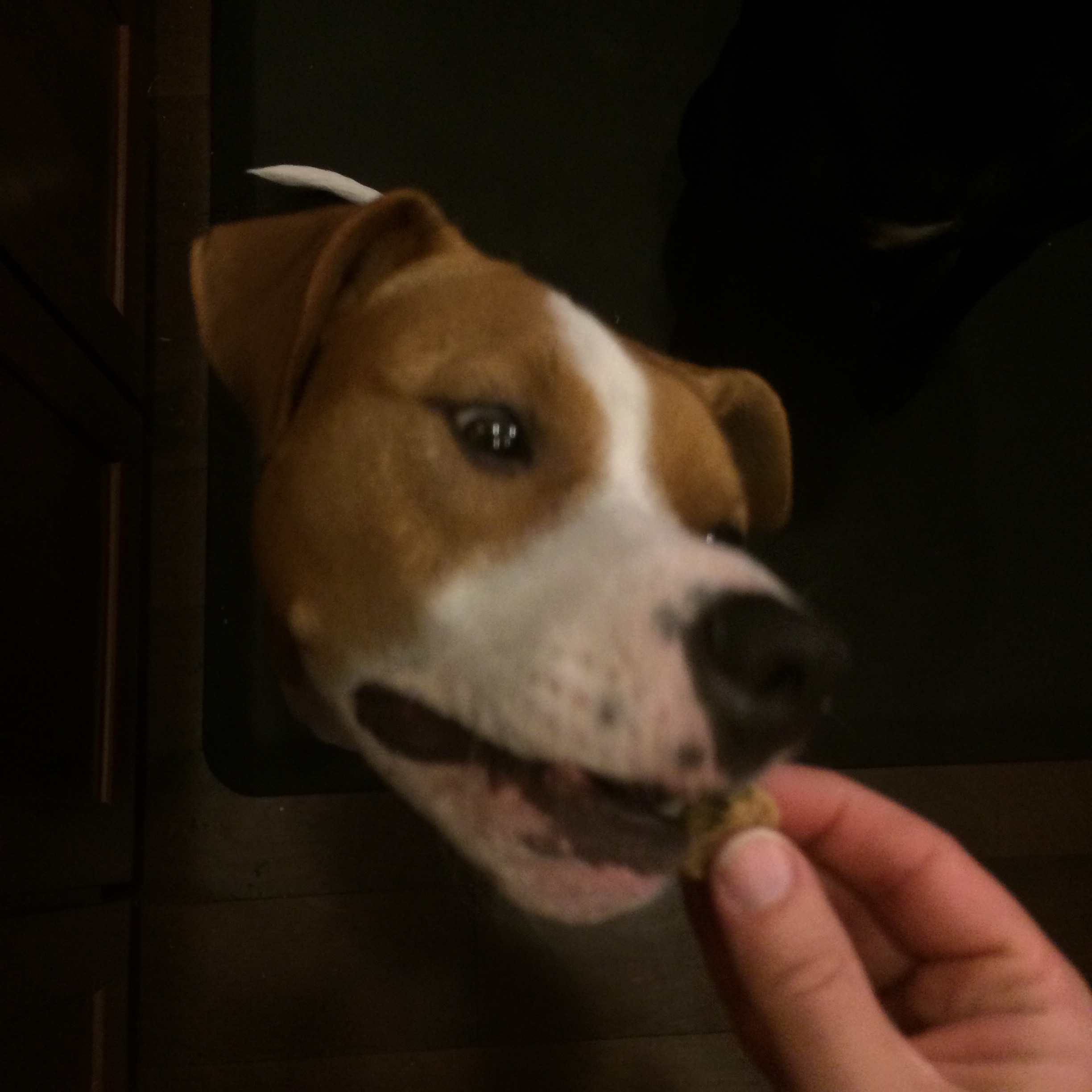 Pill Putty for Dogs 5 Steps (with Pictures) Instructables