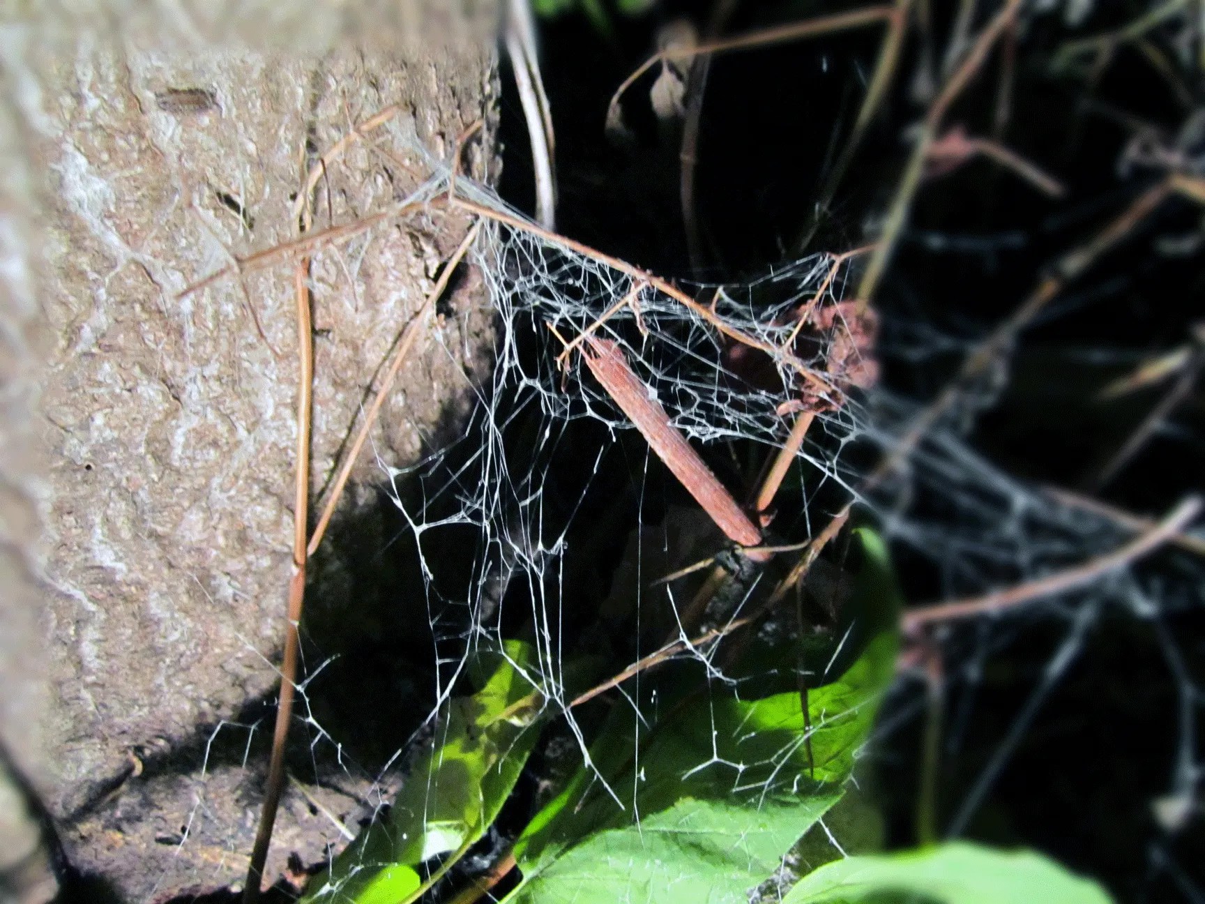 Make Creepy Fake Spider s Fast and Easy! 5 Steps Instructables