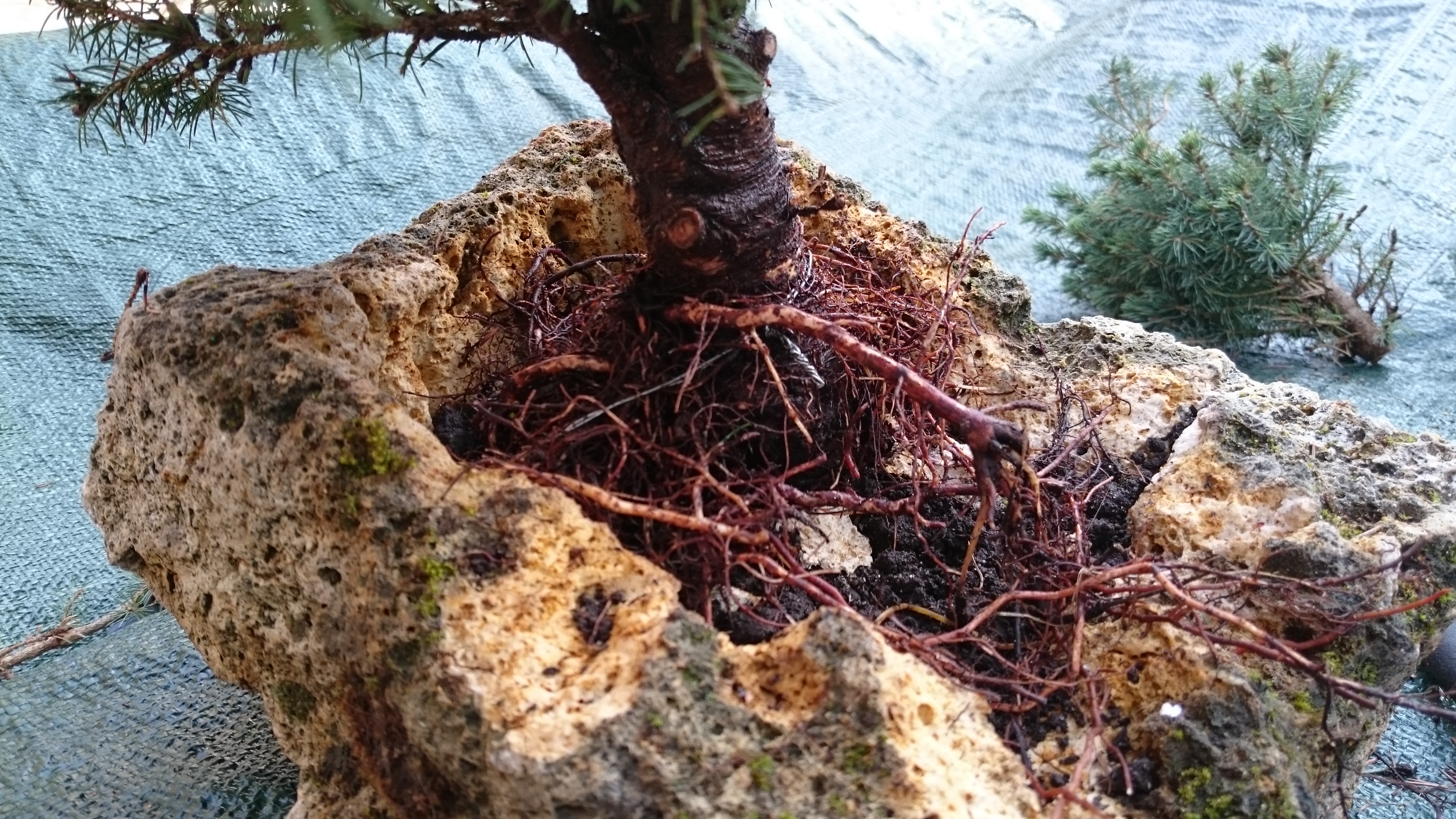 Make a Bonsaï 5 Steps (with Pictures) Instructables