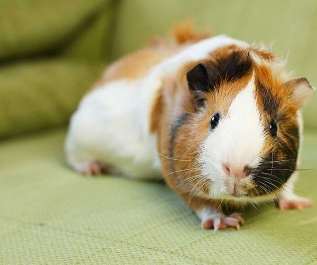 How to Treat Your Guinea Pig for Heat Stroke/Overheating/Hyperthermia 10 Steps Instructables