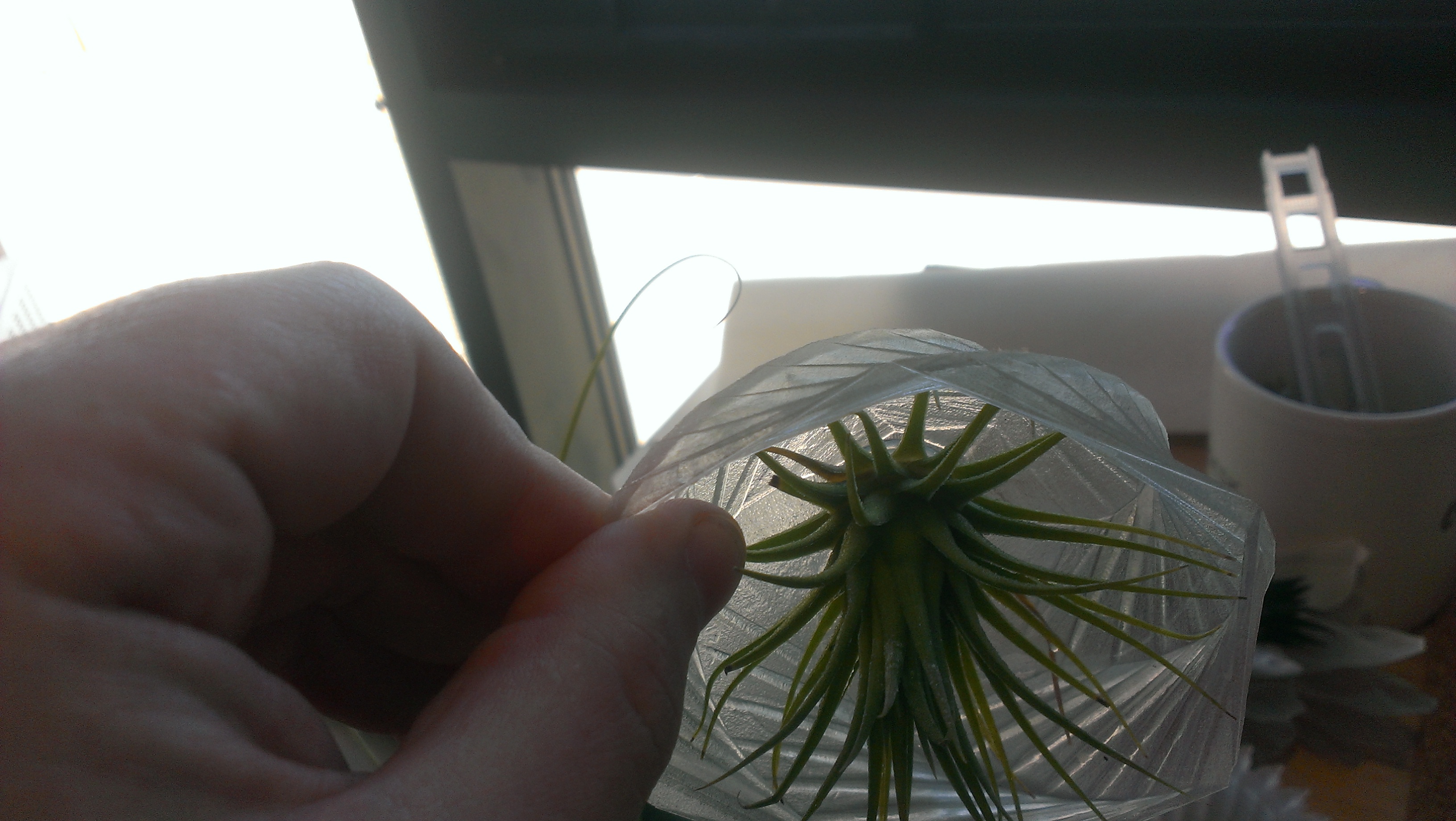 Boutonniere / Refrigerator (3D Printed With Air Plant and