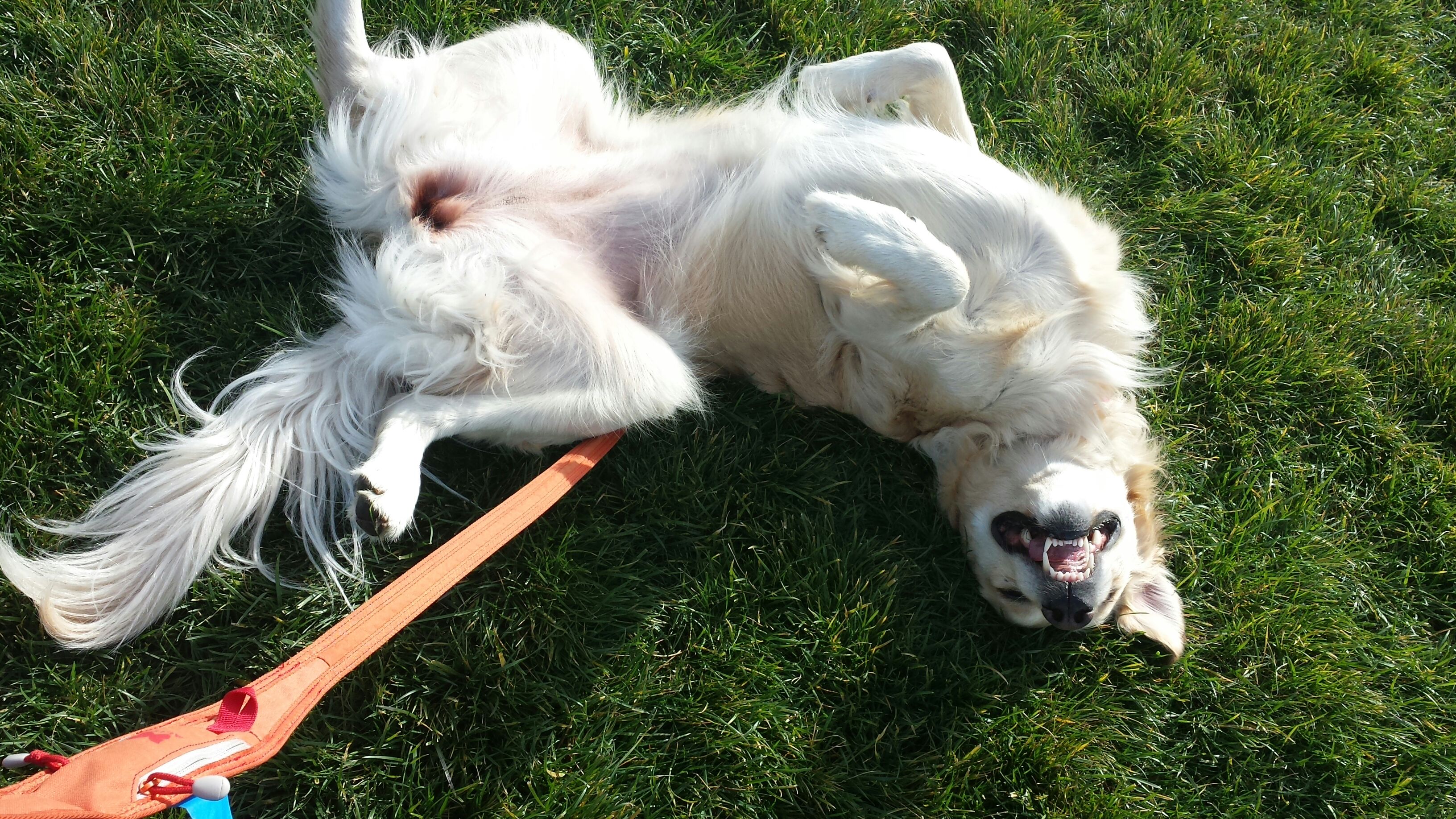 How to Wash Your Dog 7 Steps (with Pictures) Instructables