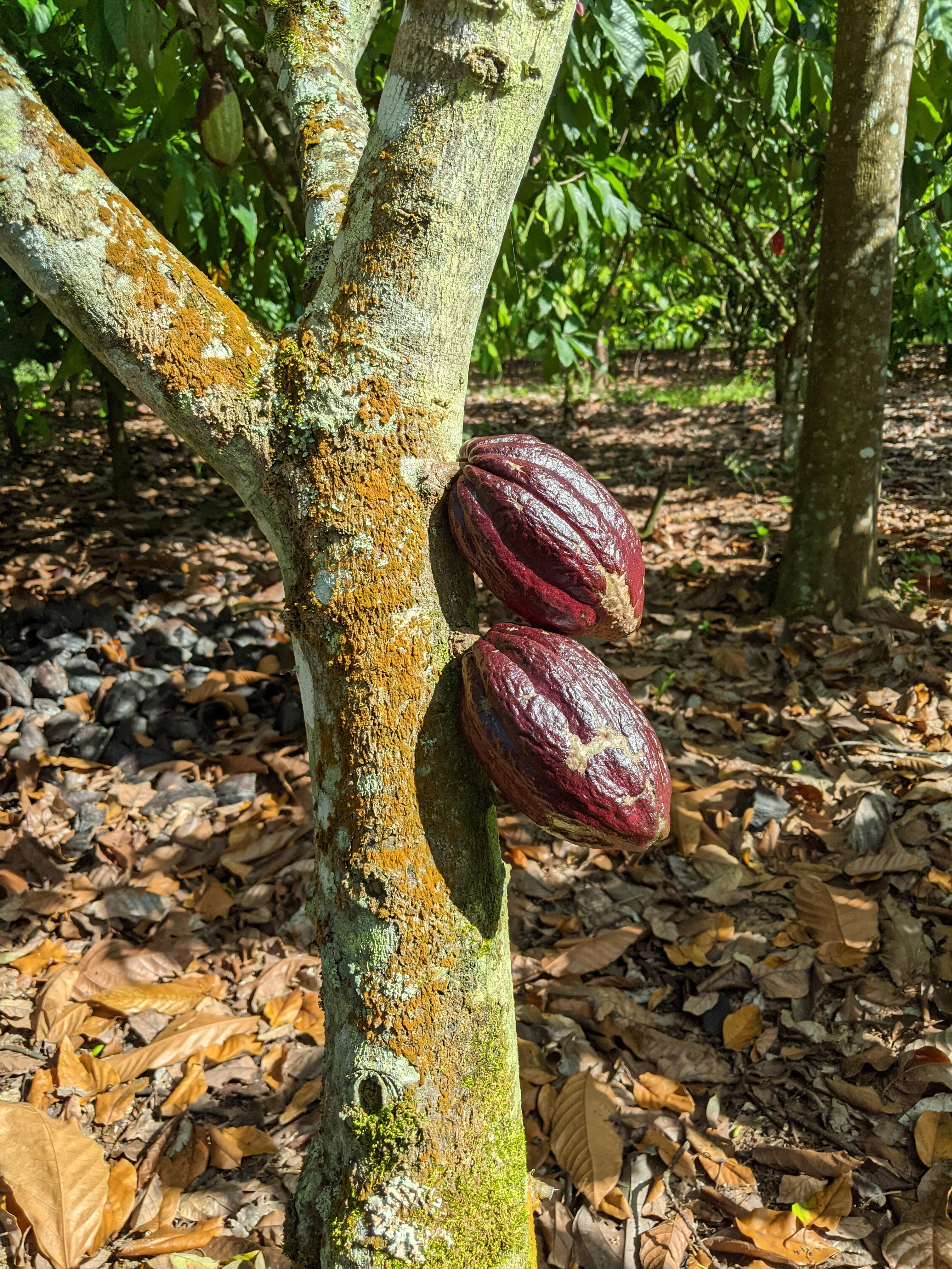 Where Does Chocolate Come From? 6 Steps (with Pictures) Instructables