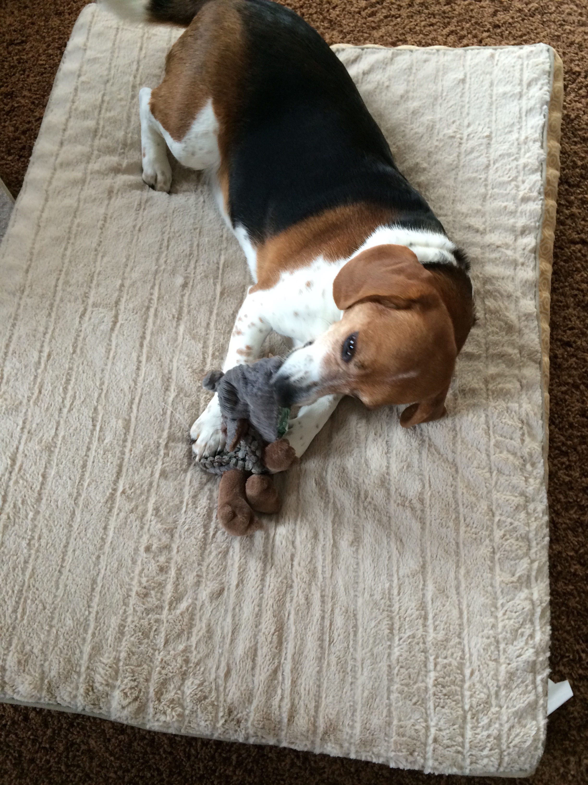 The New Old Dog Toy 3 Steps Instructables