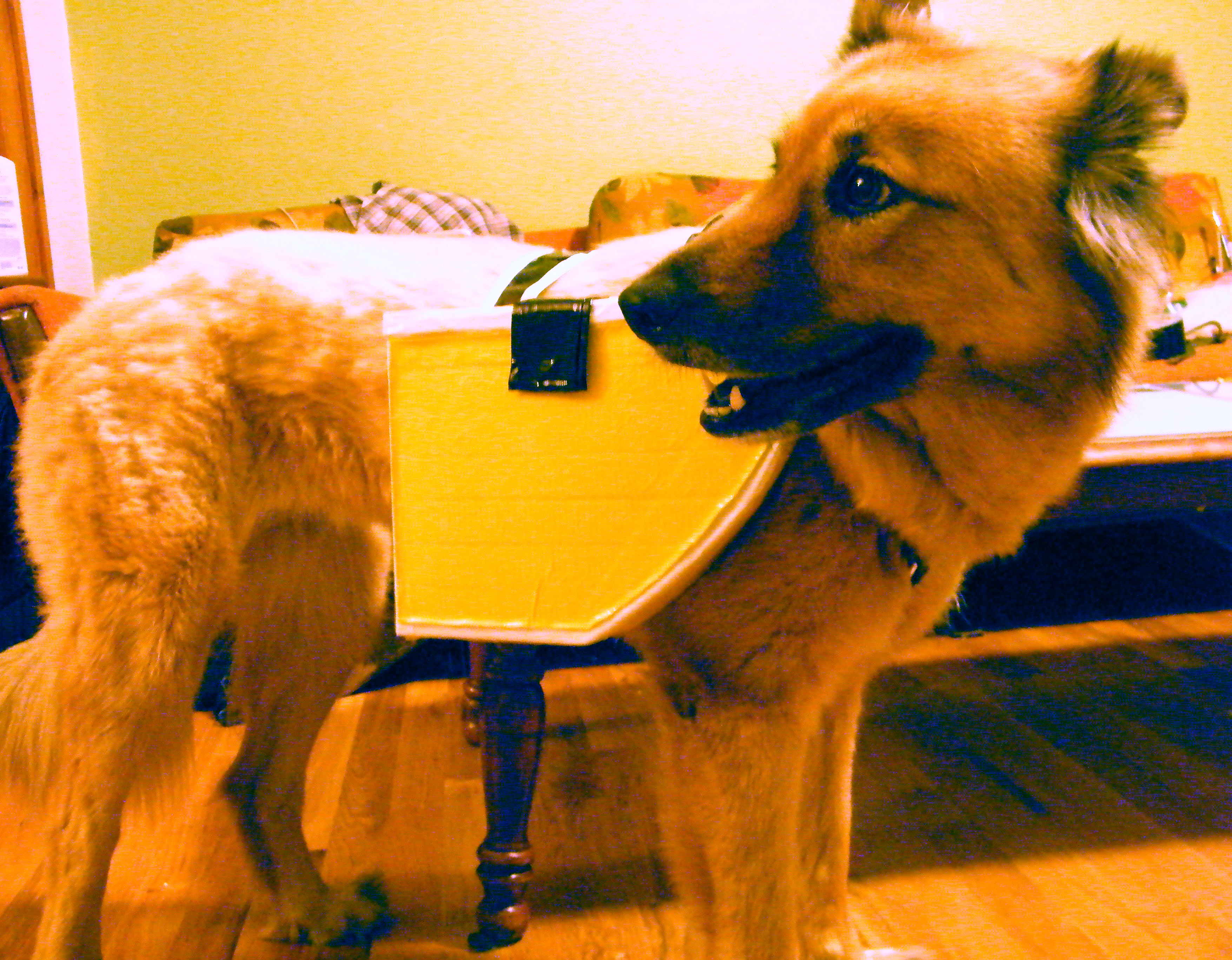 Duct Tape Dog Panniers (with Pictures) Instructables