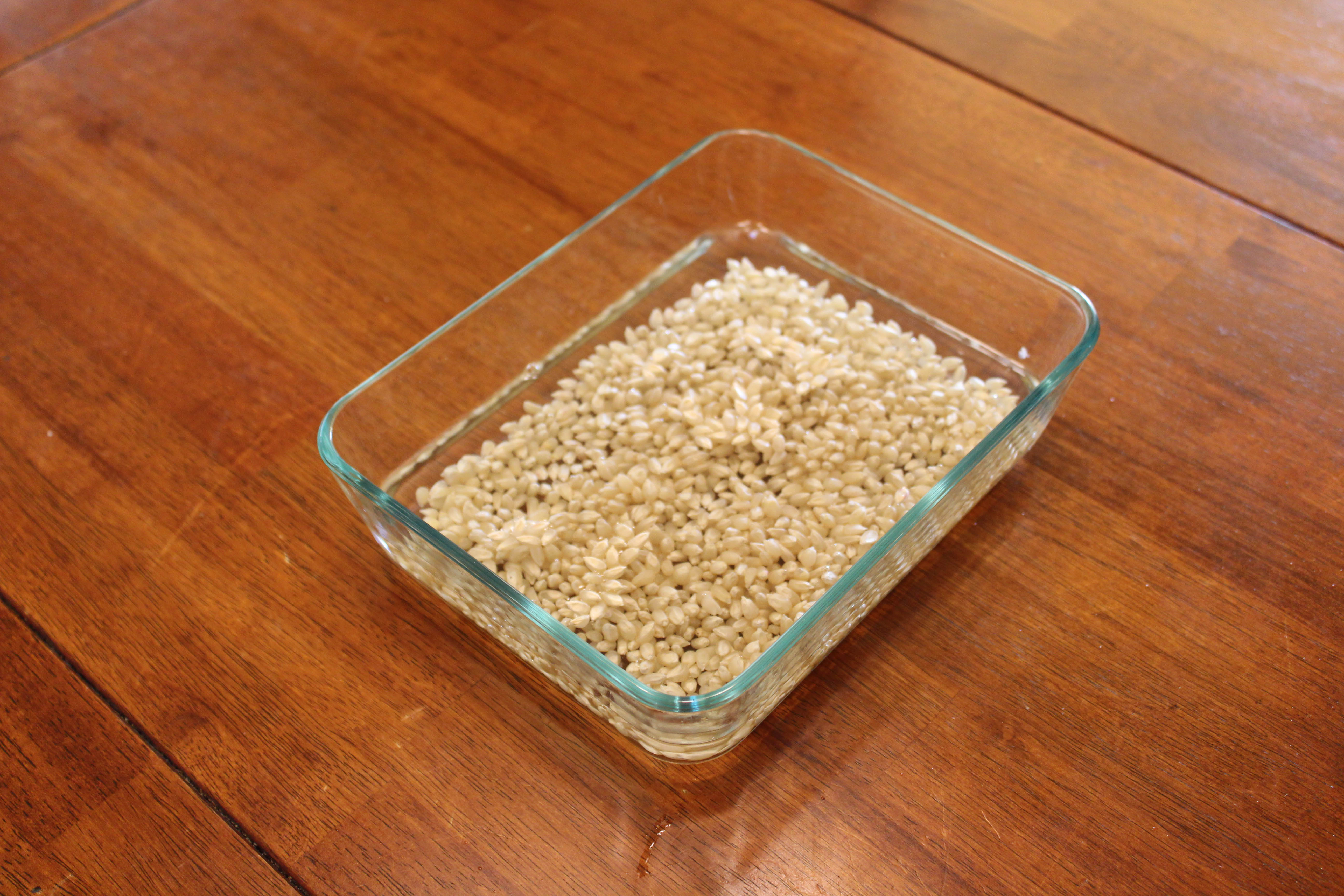 How to Grow Popcorn Shoots 9 Steps (with Pictures) Instructables