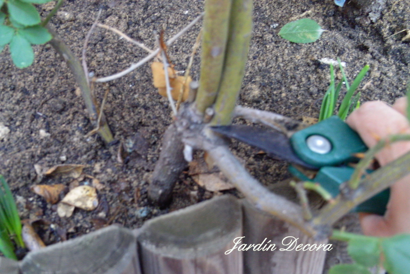 Tips to Properly Prune a Rose Bush 5 Steps Instructables