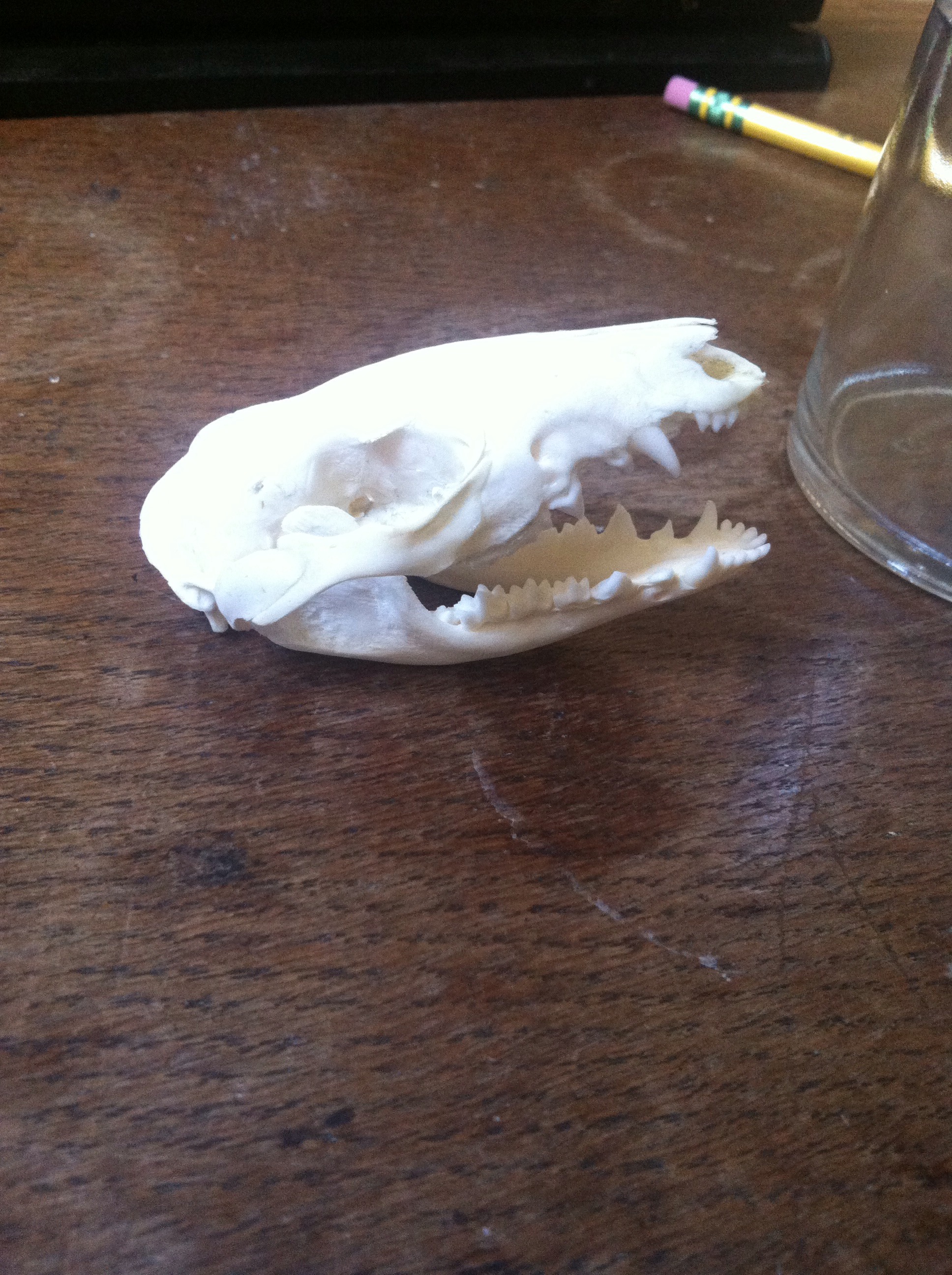 Preserve Your Own Animal Skull 11 Steps (with Pictures) Instructables