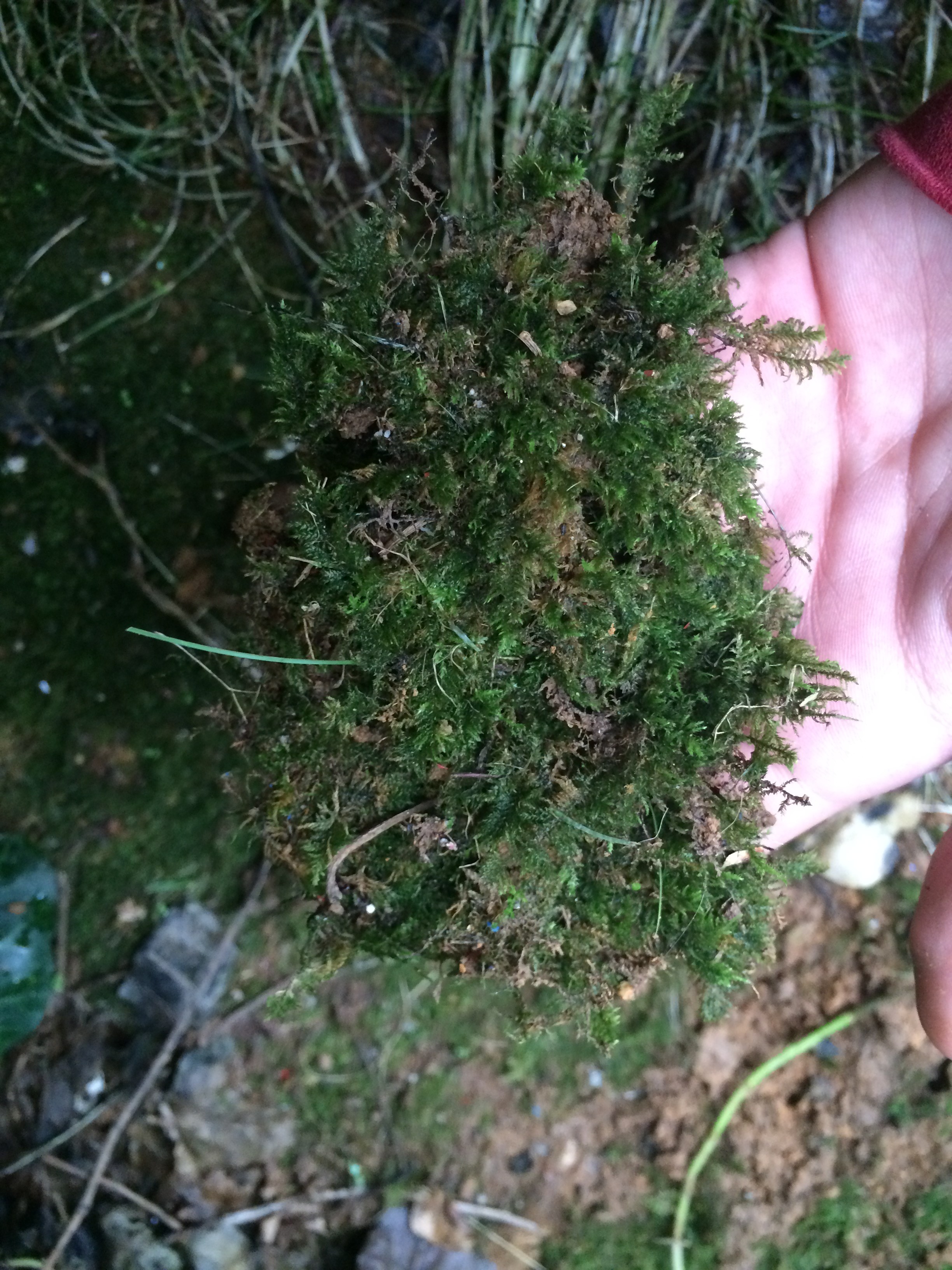 How to Make Moss Graffiti (100 Working Method) 7 Steps (with Pictures) Instructables