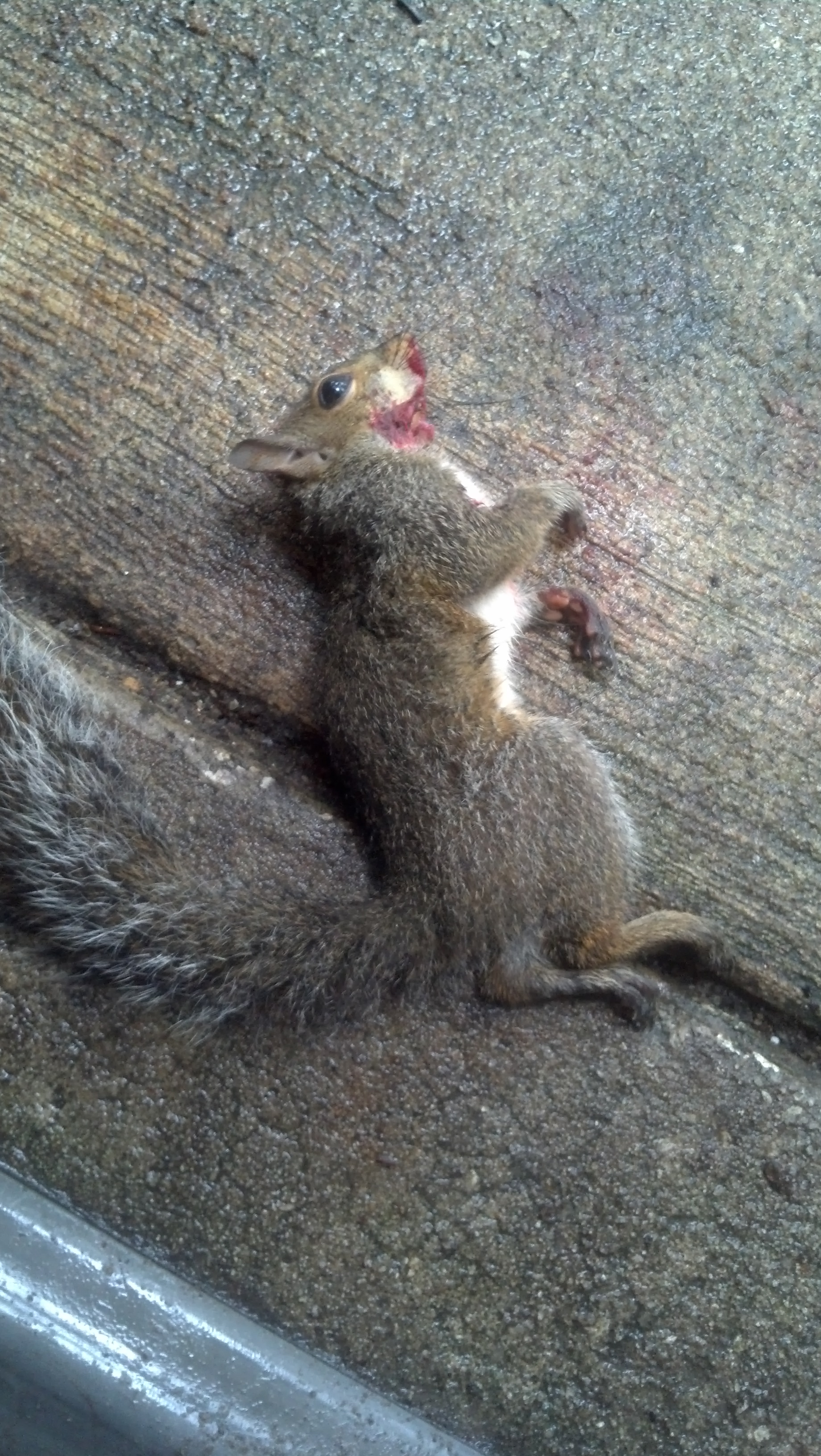 How to Skin a Squirrel 5 Steps Instructables