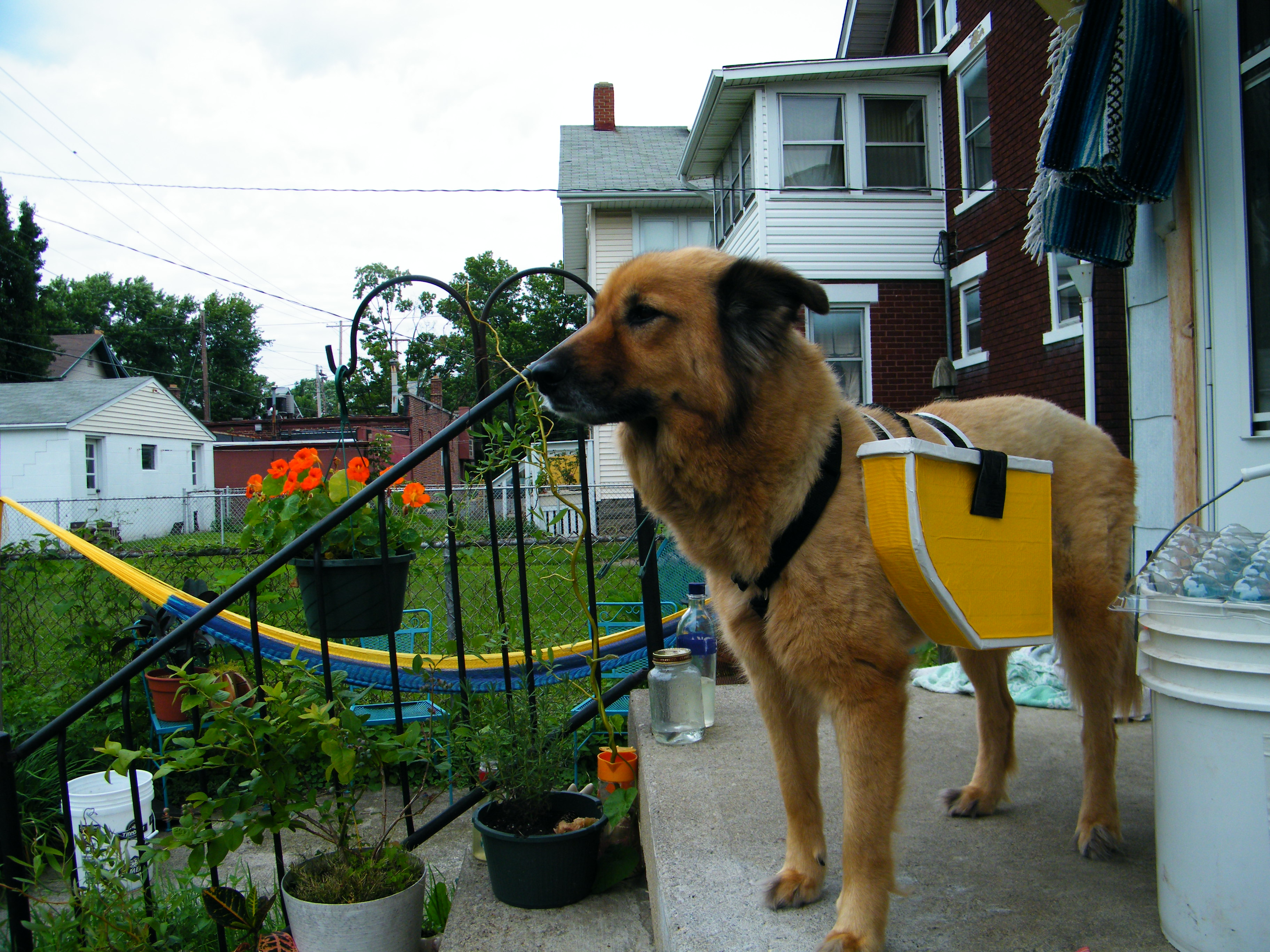 Duct Tape Dog Panniers (with Pictures) Instructables