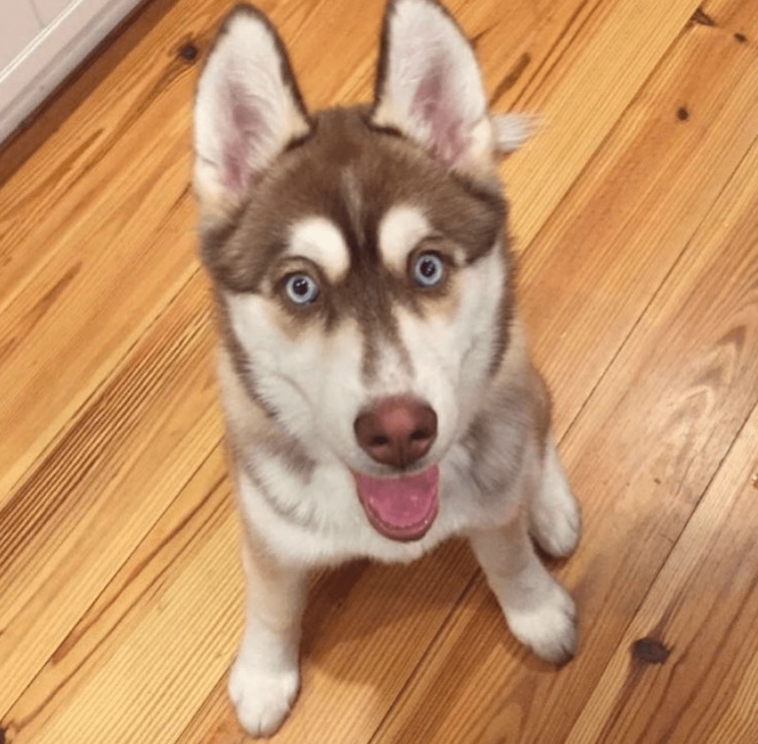 How to Train Your Dog Using an Electric Collar 3 Steps Instructables