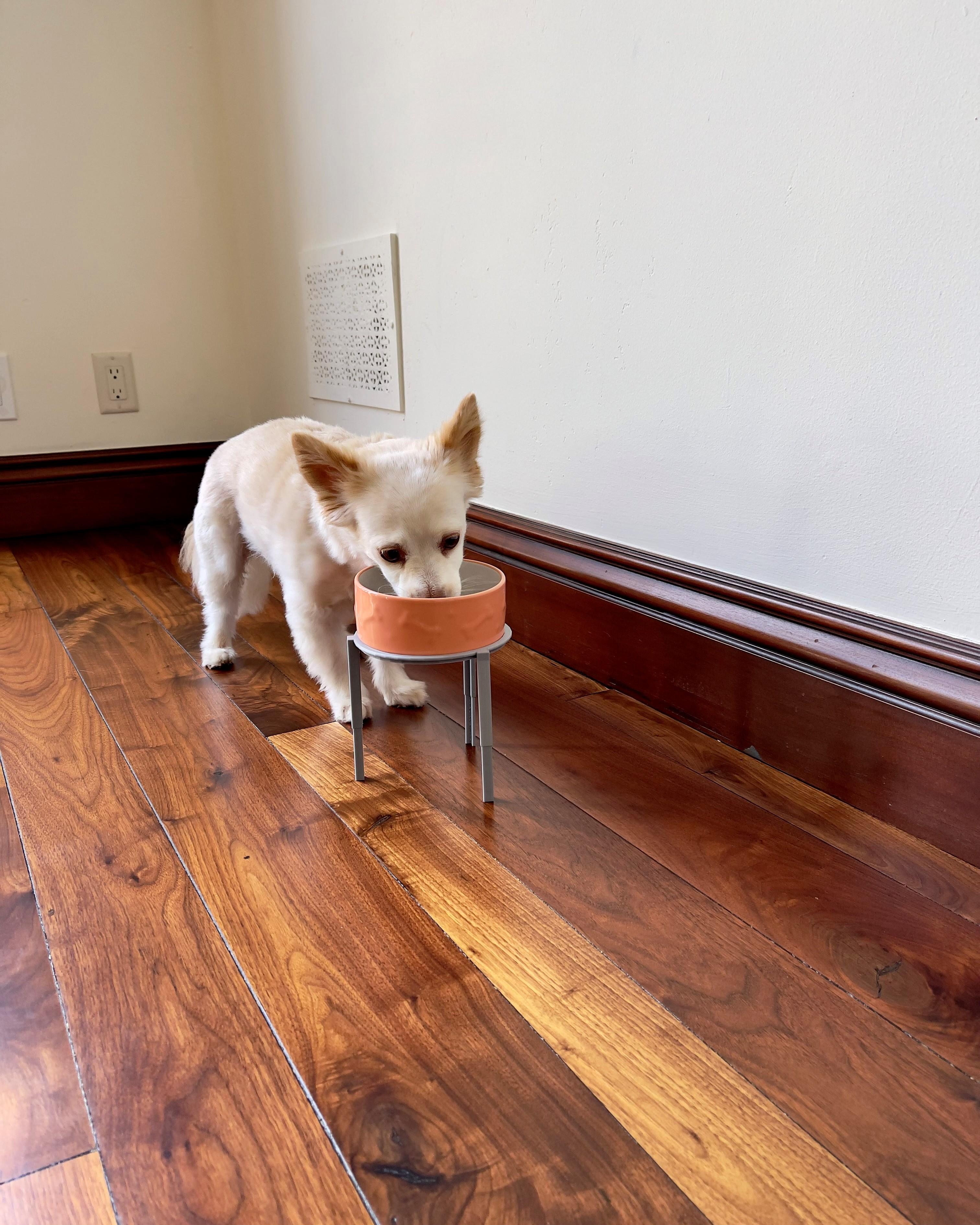 Pet Bowl Riser 3D Printing 14 Steps (with Pictures) Instructables