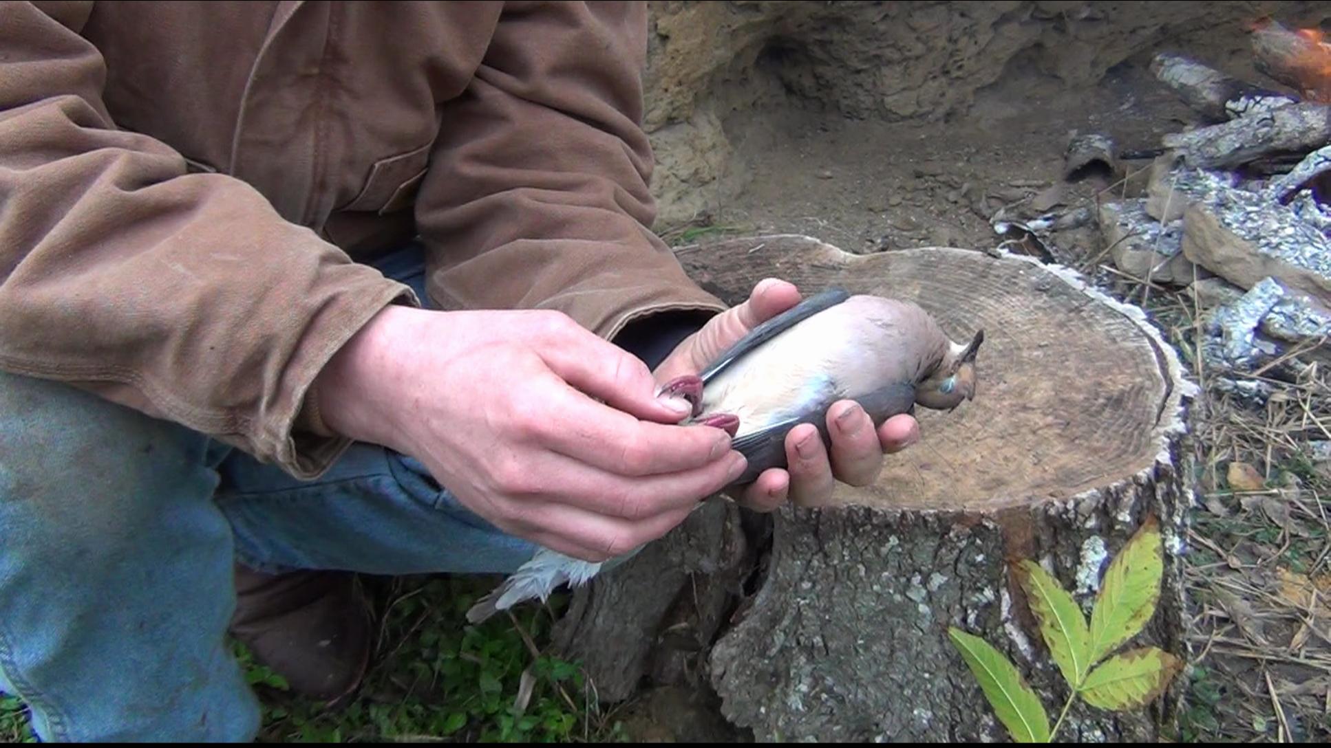 How to Field Dress a Dove / Pheasant / Quail 7 Steps Instructables