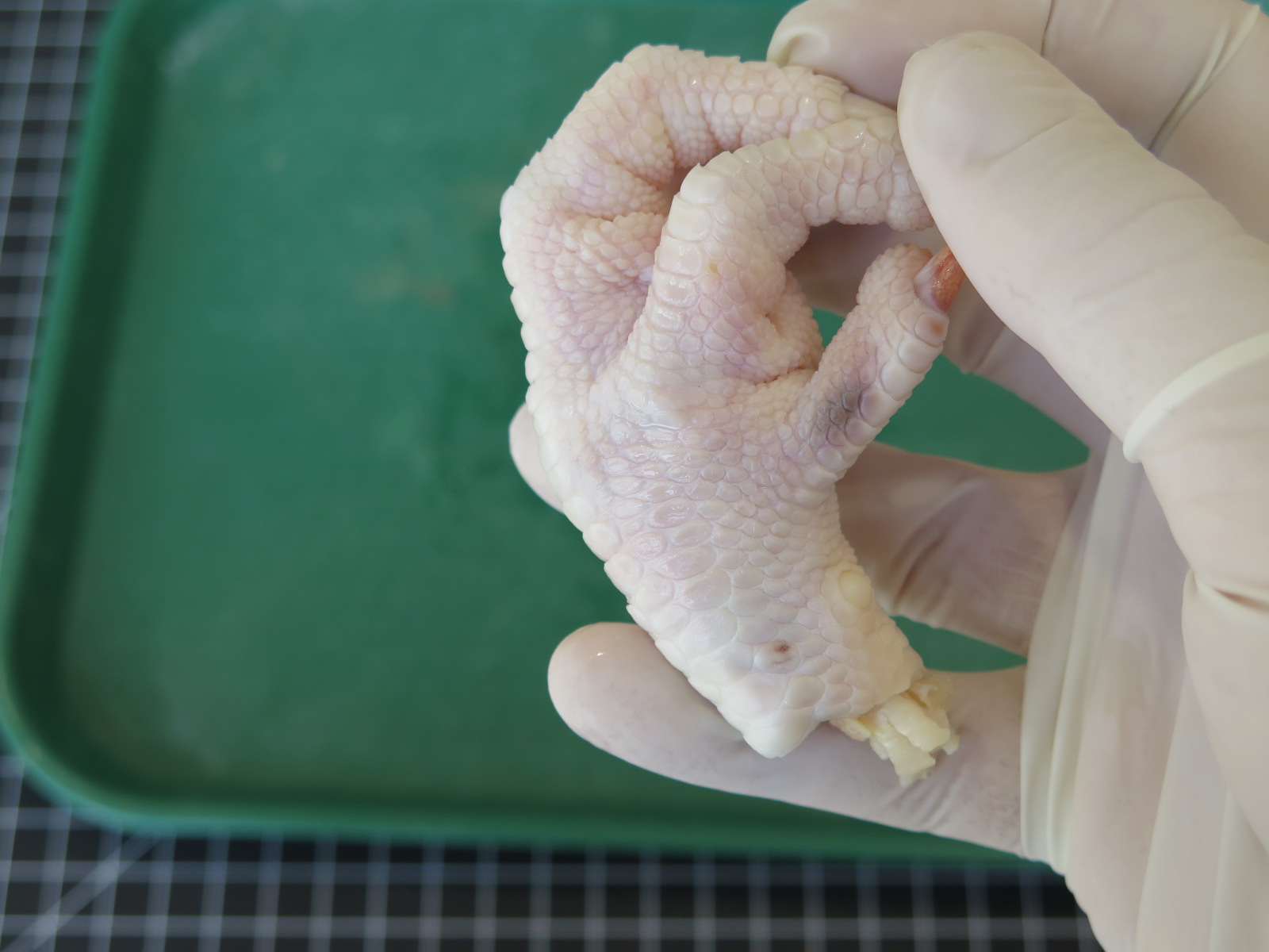 Chicken Foot Dissection 7 Steps Instructables