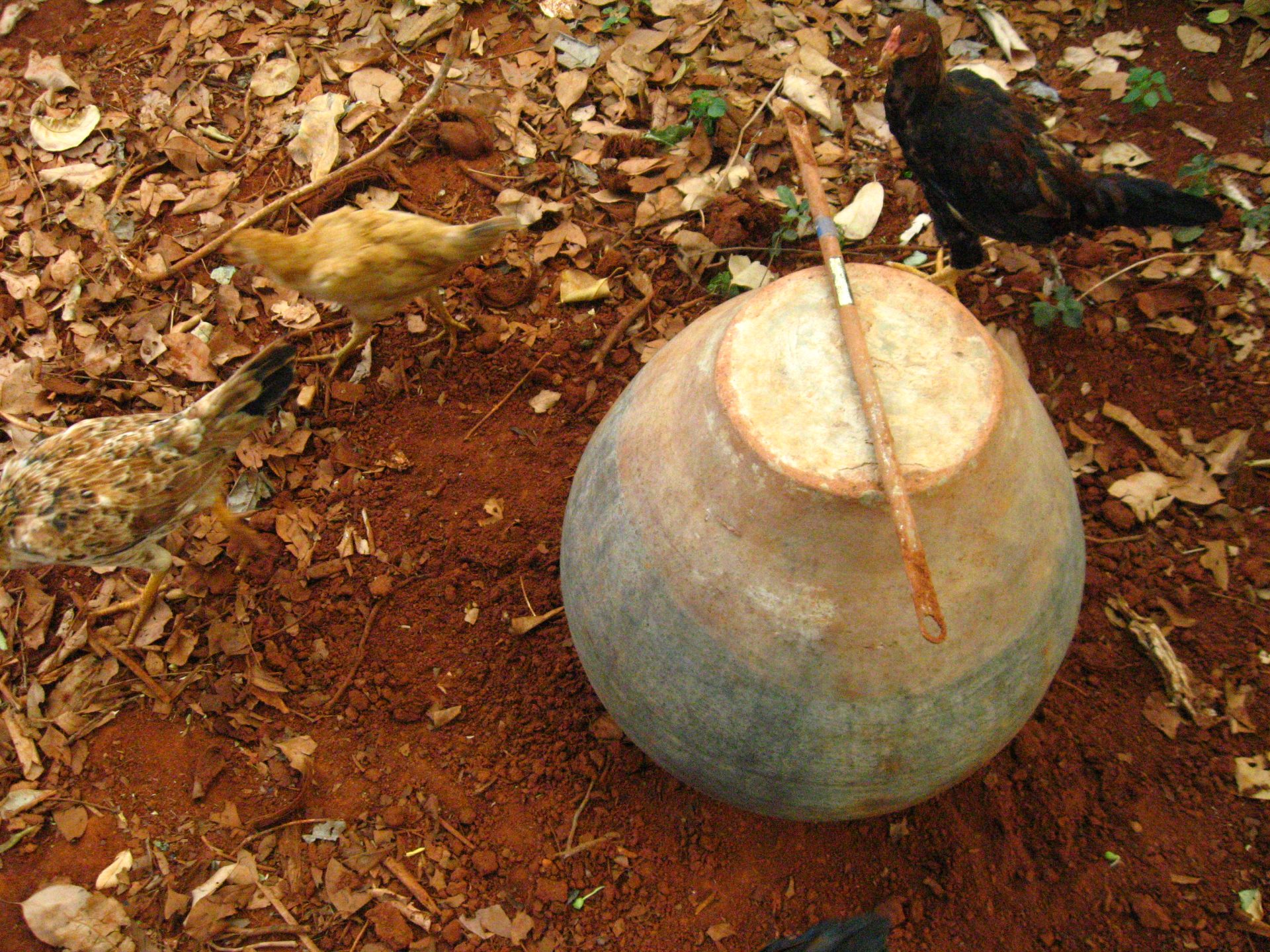 Growing Termites for Feeding Chicken 4 Steps (with Pictures