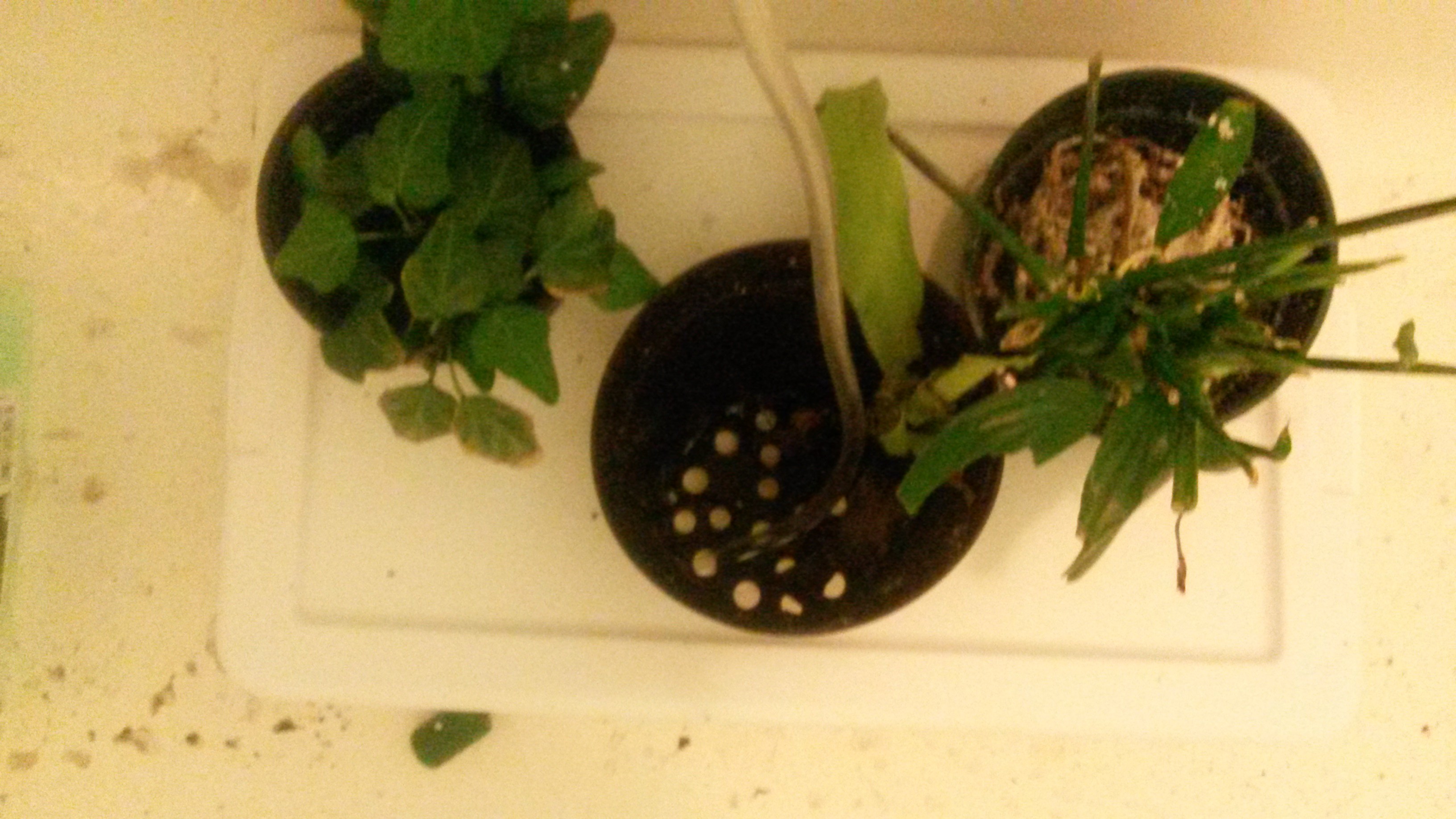 HydroponicsGrowing Plants Without Soil 4 Steps Instructables