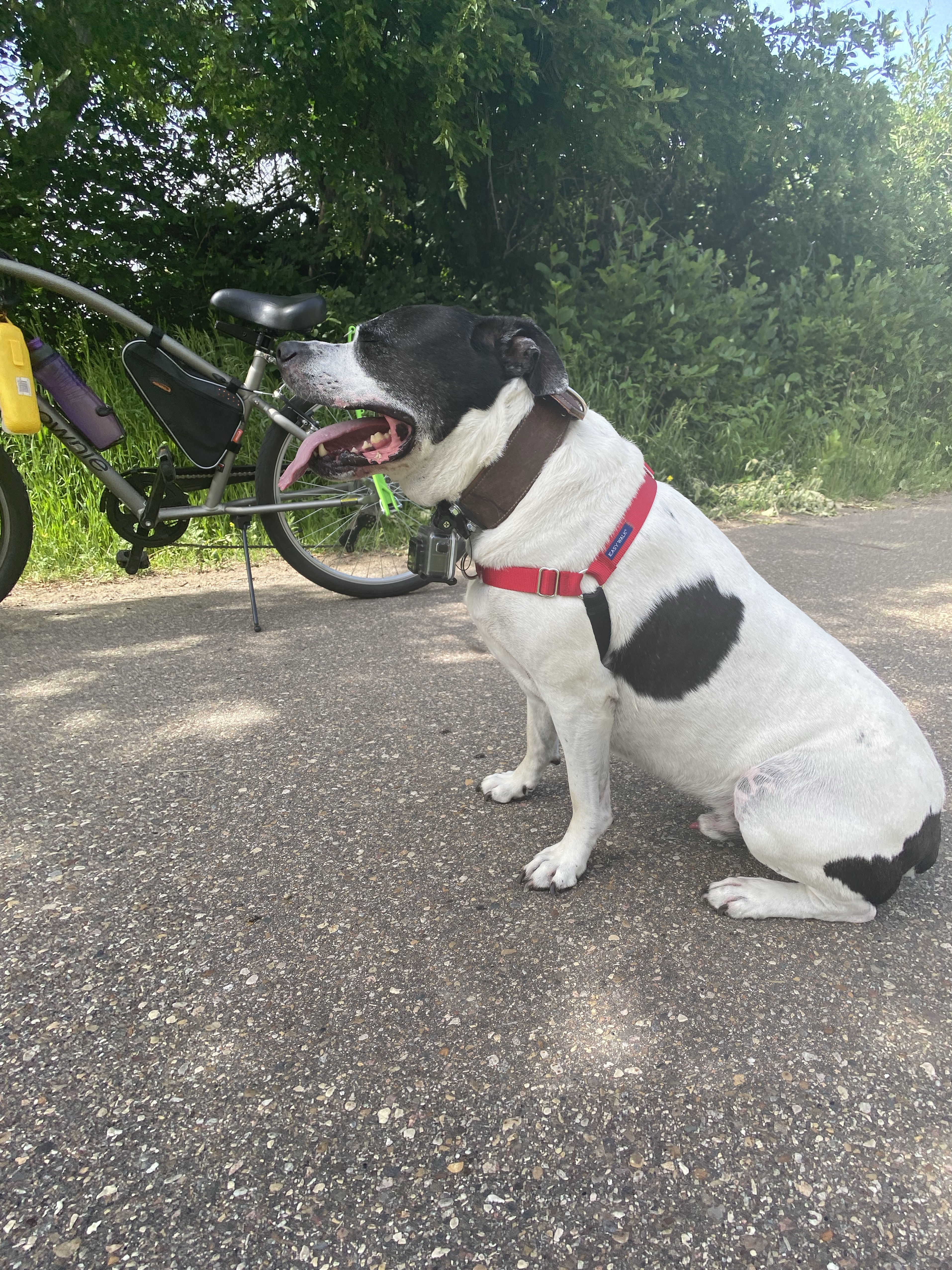 GoPro Dog Collar 4 Steps (with Pictures) Instructables