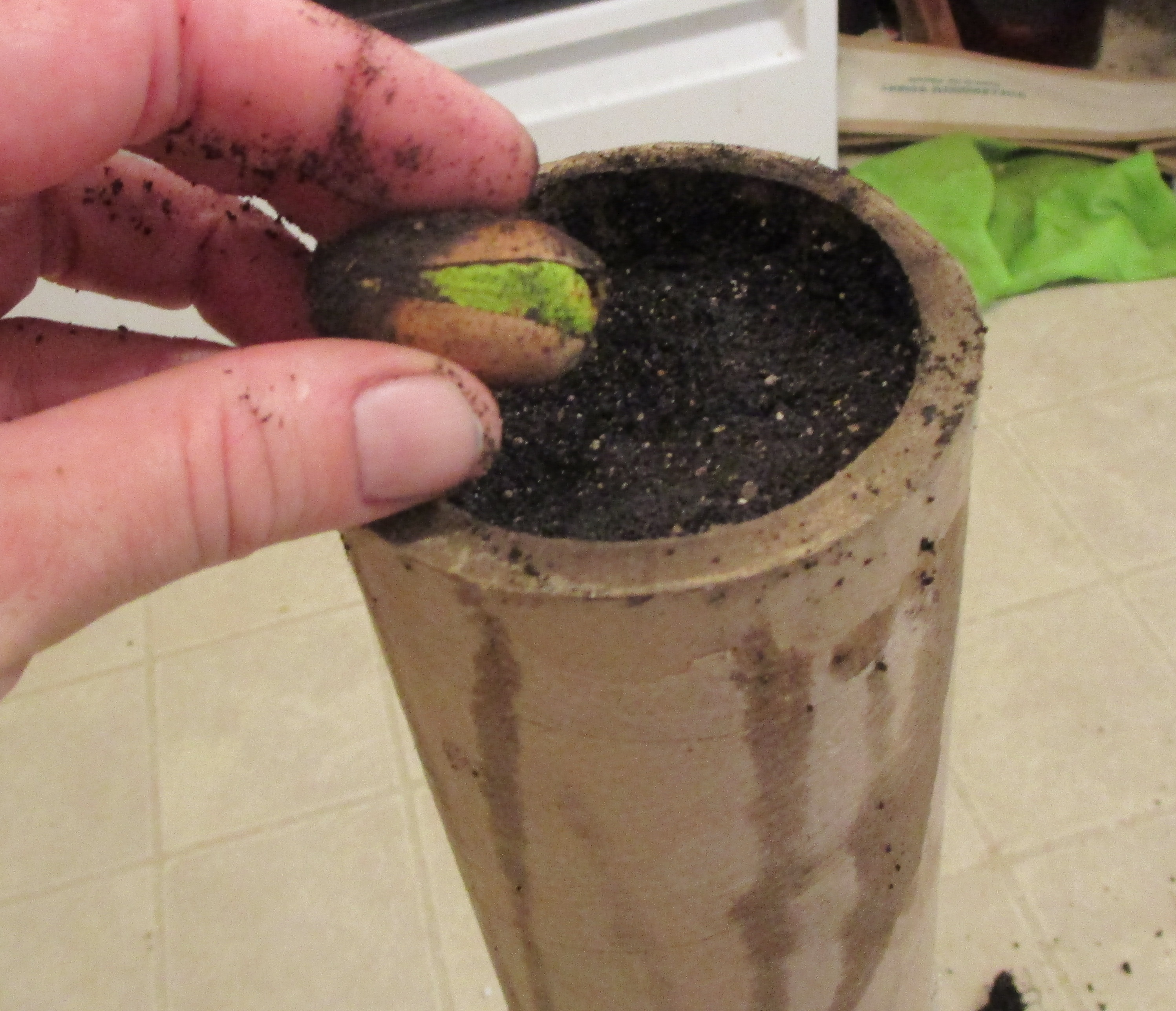 Plant Oak Tree Ready to Transplant 7 Steps Instructables