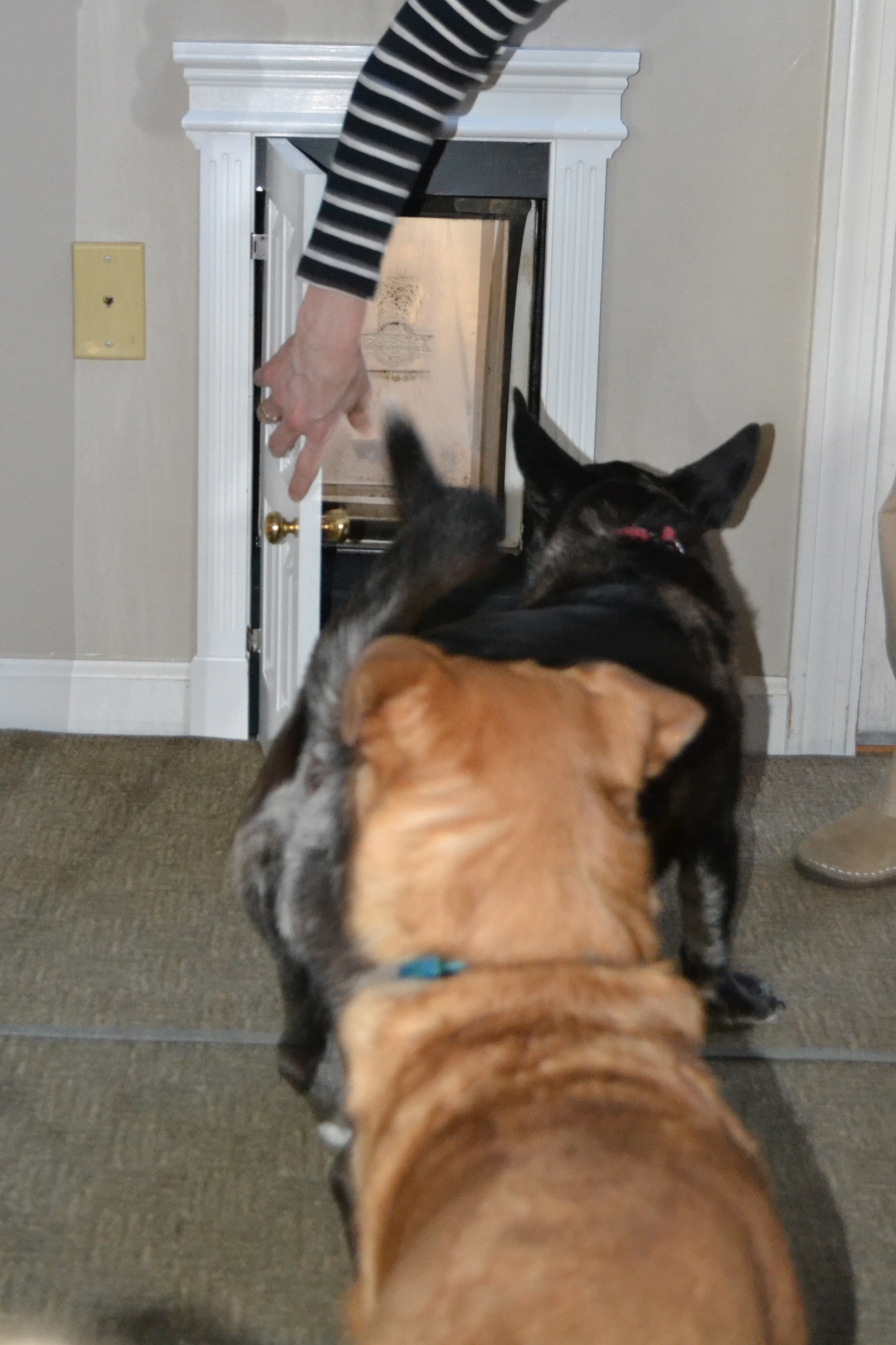 High Class Dog Door Instructables