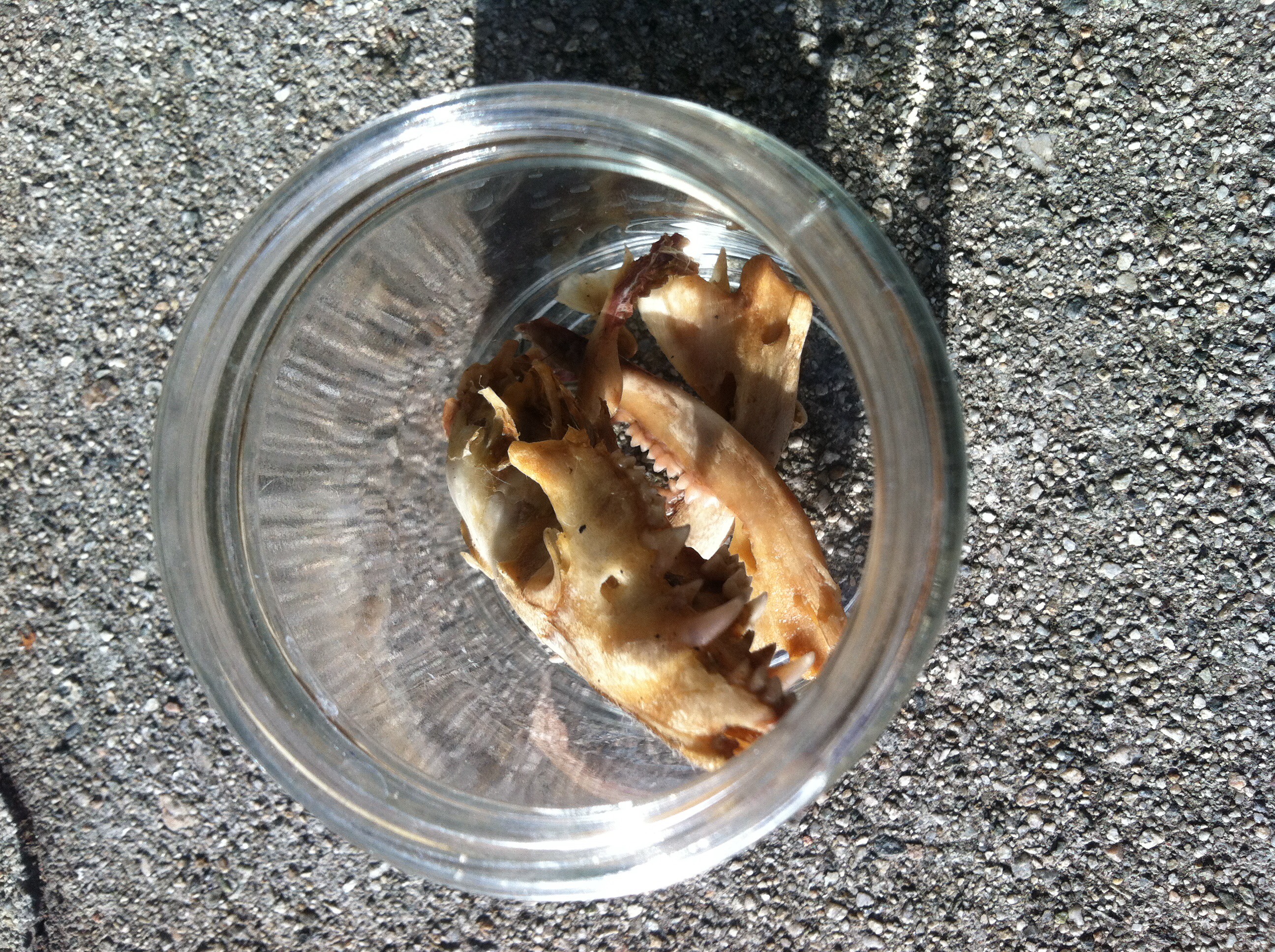 Preserve Your Own Animal Skull 11 Steps (with Pictures) Instructables