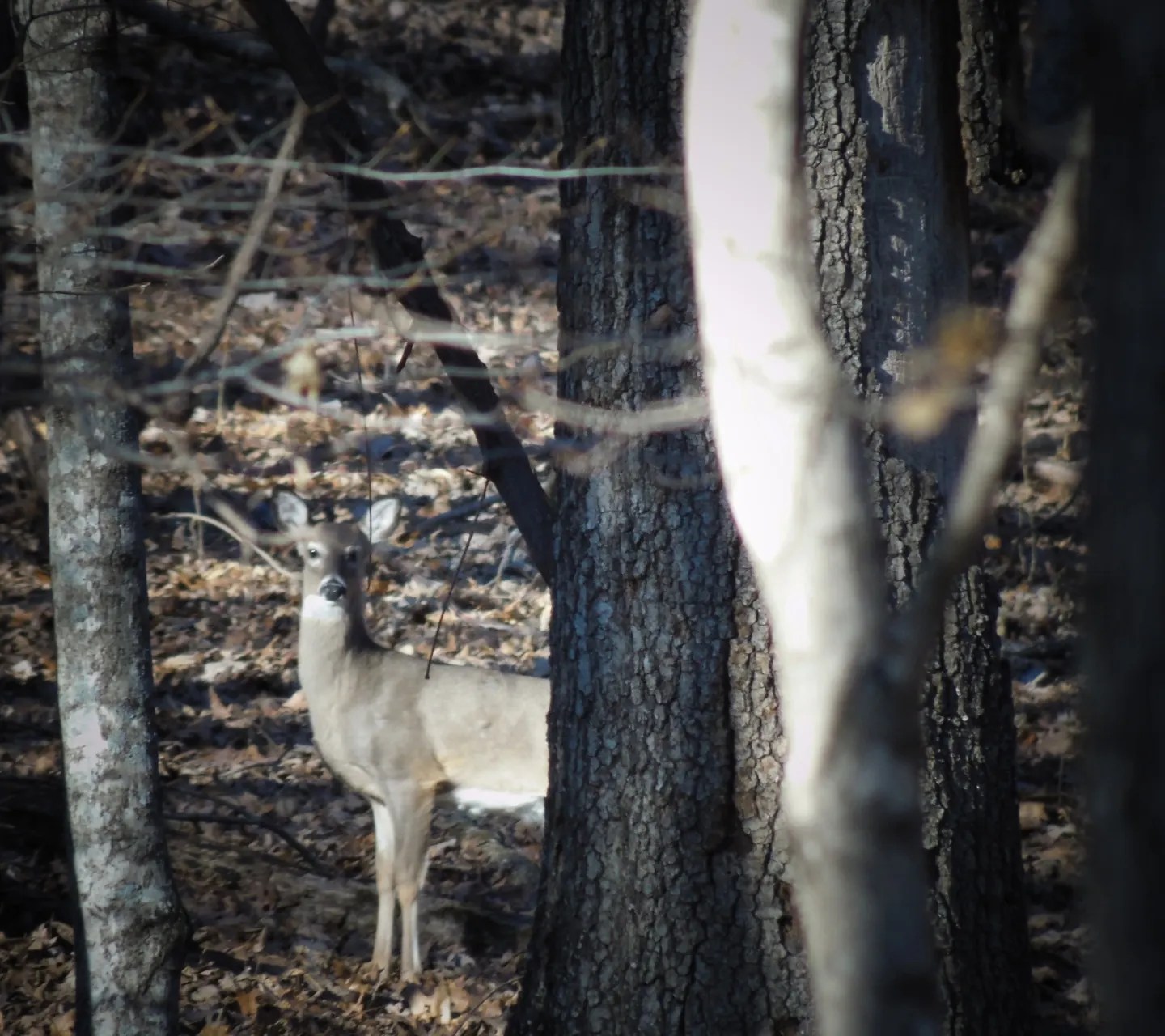 Salt Lick for Deer Hunting 6 Steps Instructables