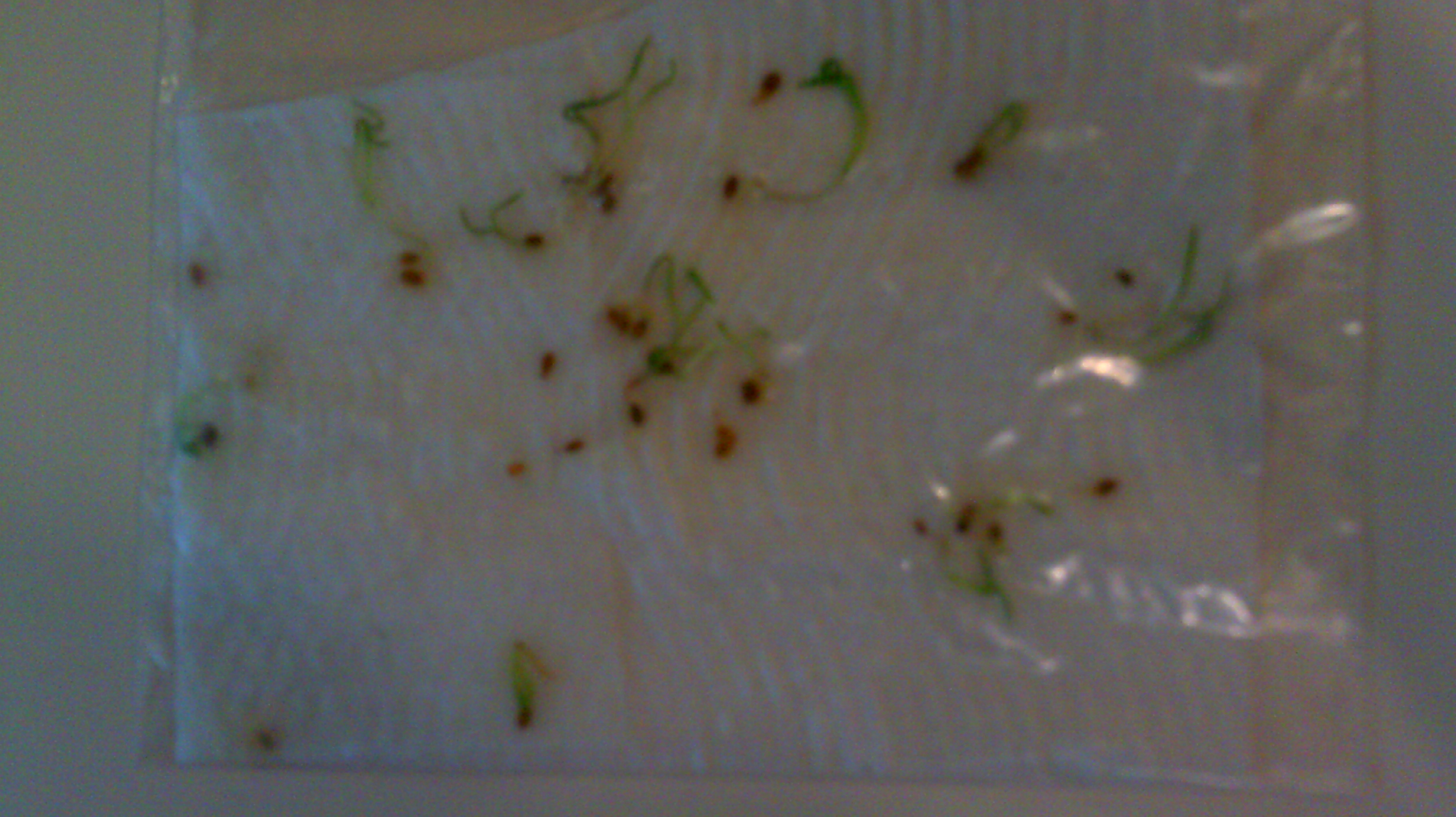 How to Germinate Seeds Fast (with Pictures) Instructables