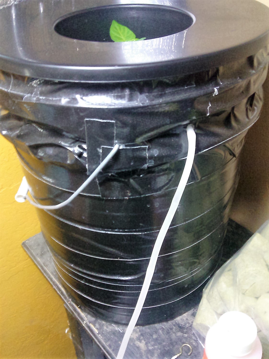 How to Make a DWC (Bubbler Hydroponics) for Bhut Jolokia Plant (Ghost