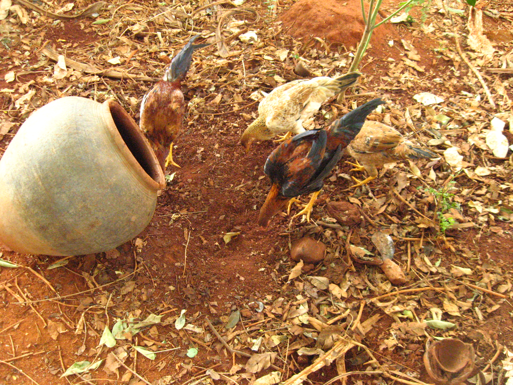Growing Termites for Feeding Chicken 4 Steps (with Pictures
