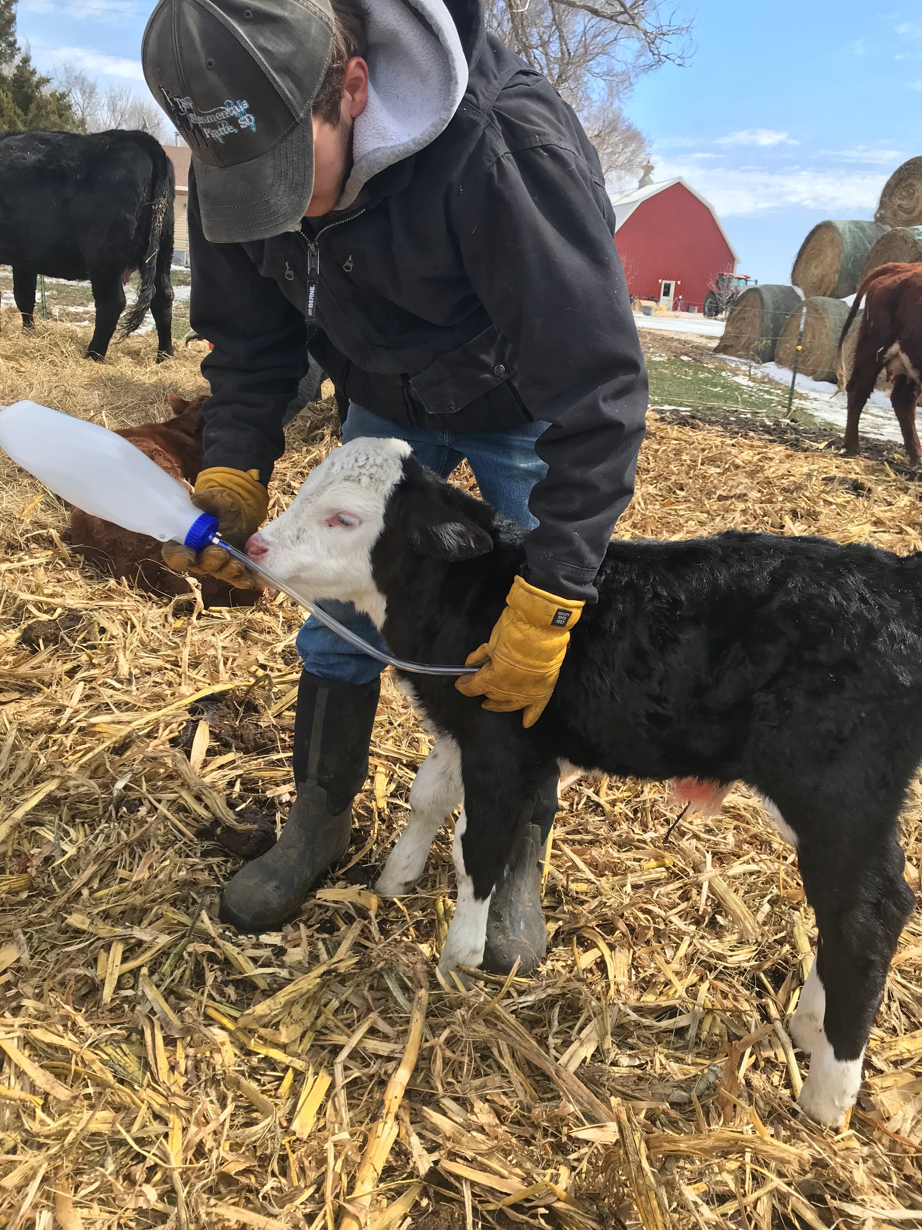 How to Tube Feed a Calf the Right Way Every Time 5 Steps Instructables