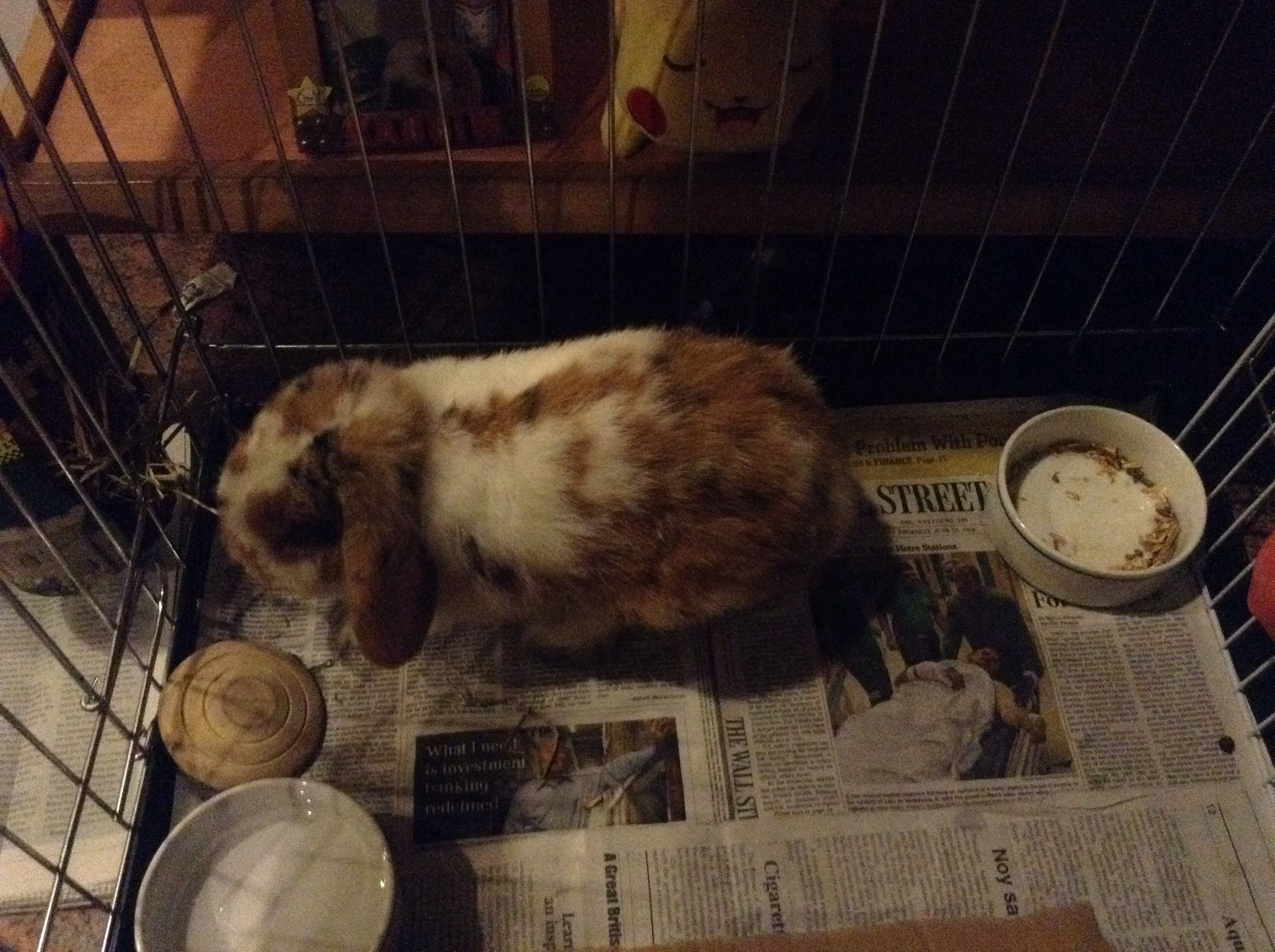 How to Keep Your Rabbit Happy and Healthy Instructables