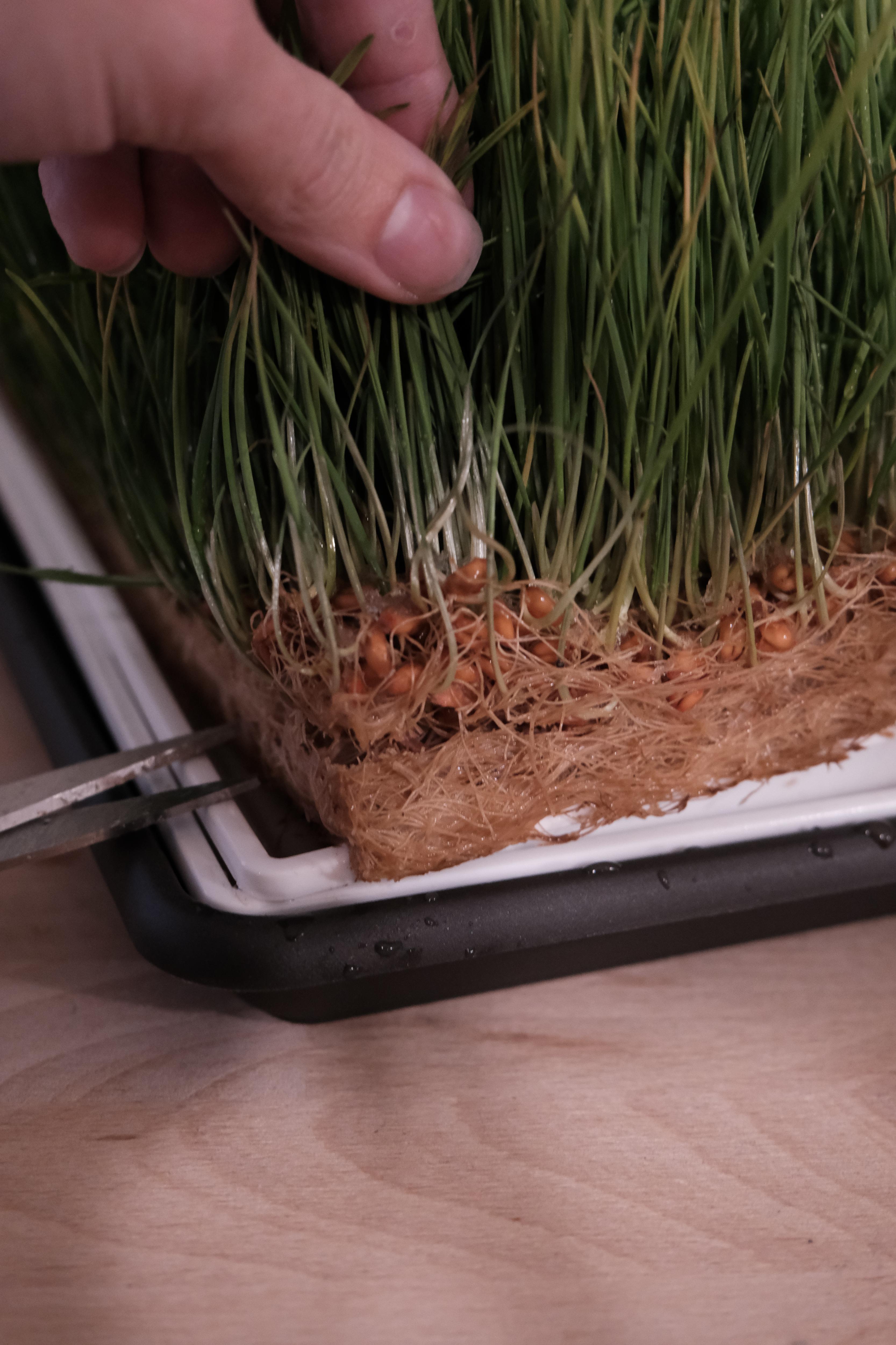 Make Wheatgrass Root Mats 6 Steps (with Pictures) Instructables