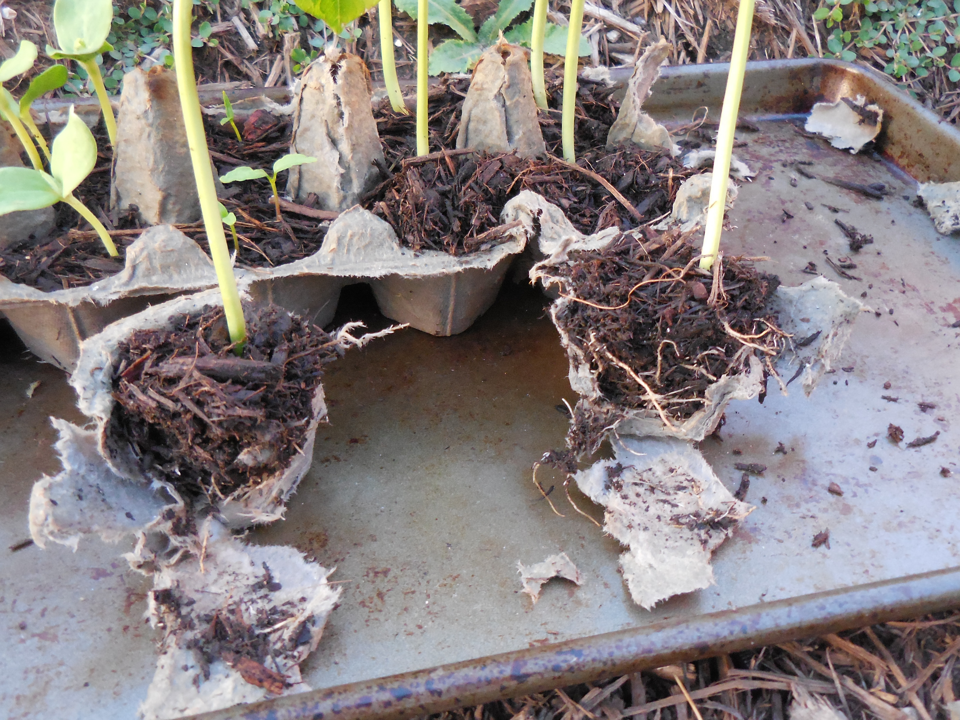 Starting Seeds in Egg Cartons 5 Steps Instructables