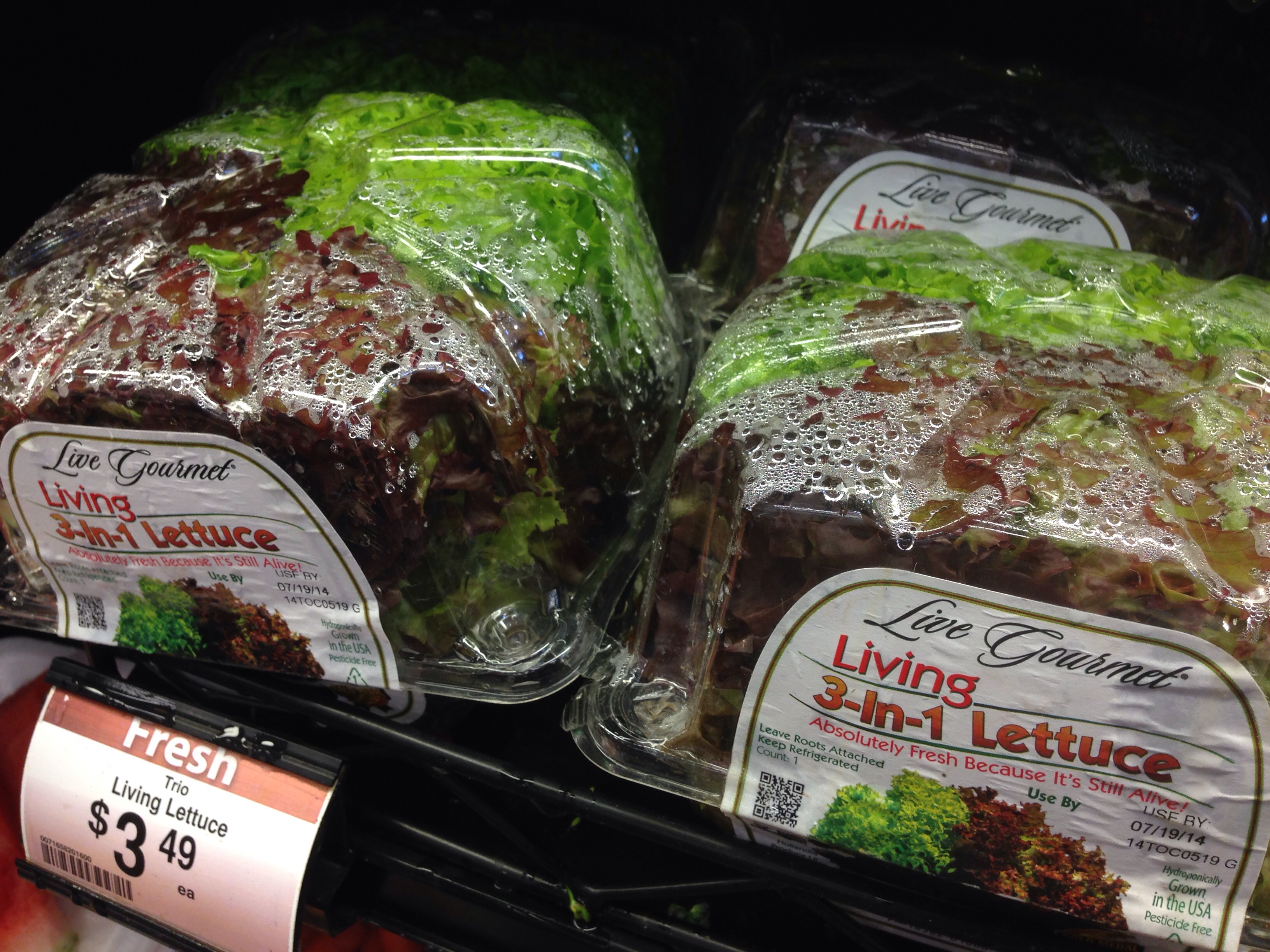 Recycling Lettuce 3 Steps Instructables