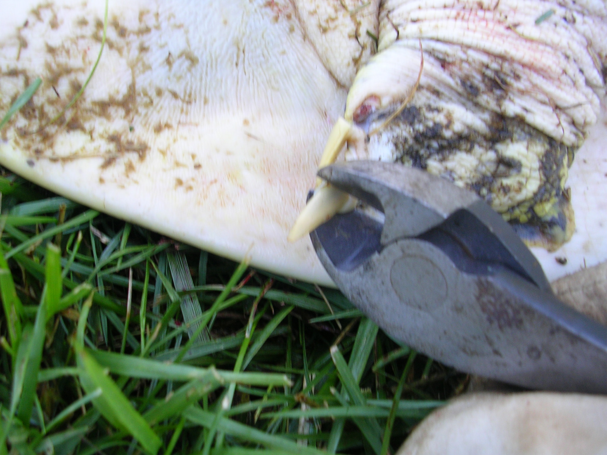 How to Clean a Turtle 4 Steps Instructables