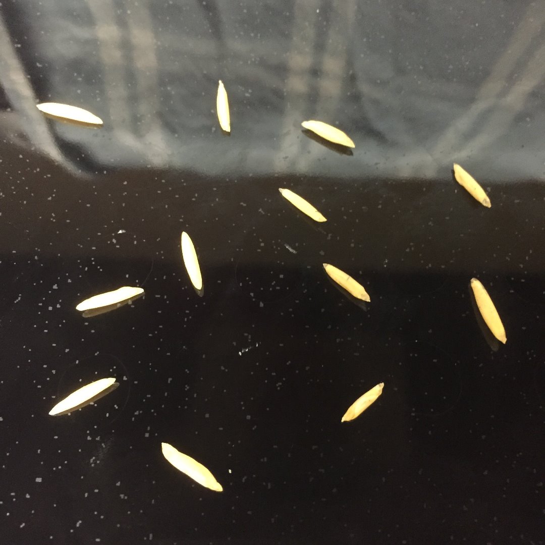 Easy and Realistic DIY Maggots 6 Steps Instructables