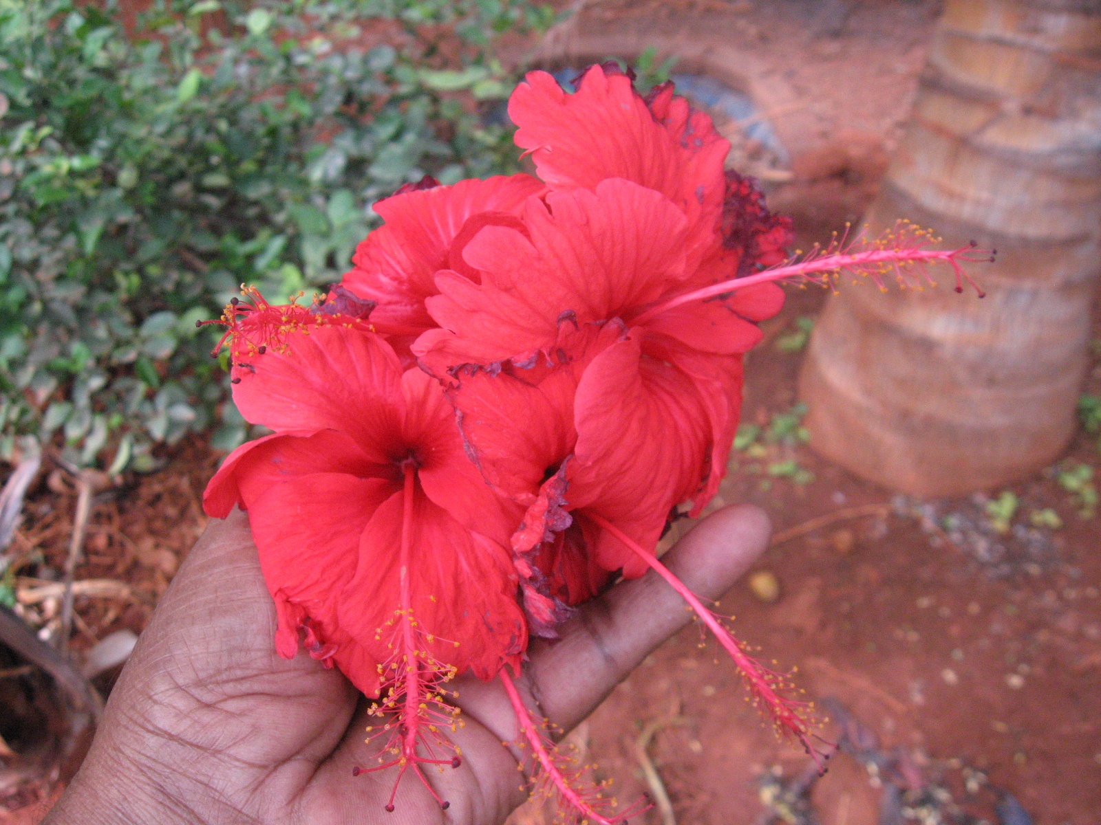 Hibiscus Tea With Fresh Flowers and Honey 7 Steps (with Pictures