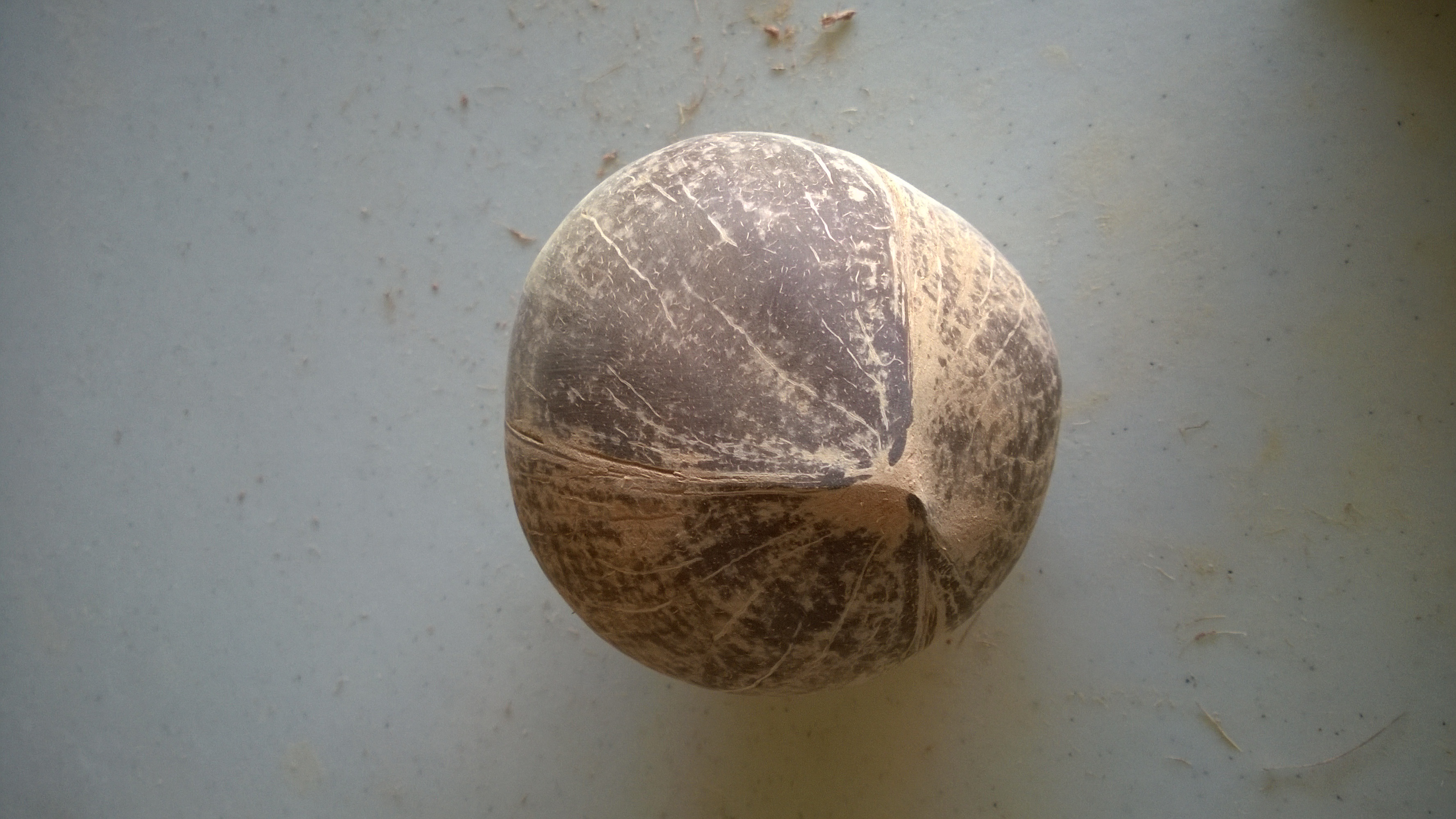 Coconut Shell Bowl 8 Steps (with Pictures) Instructables