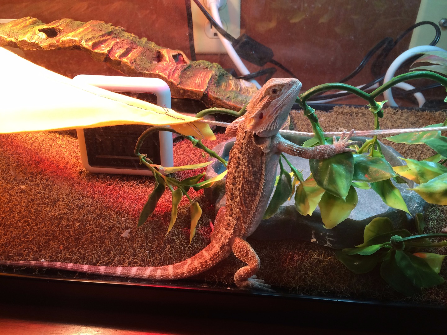 40 Gallon Bearded Dragon Enclosure atelieryuwa.ciao.jp