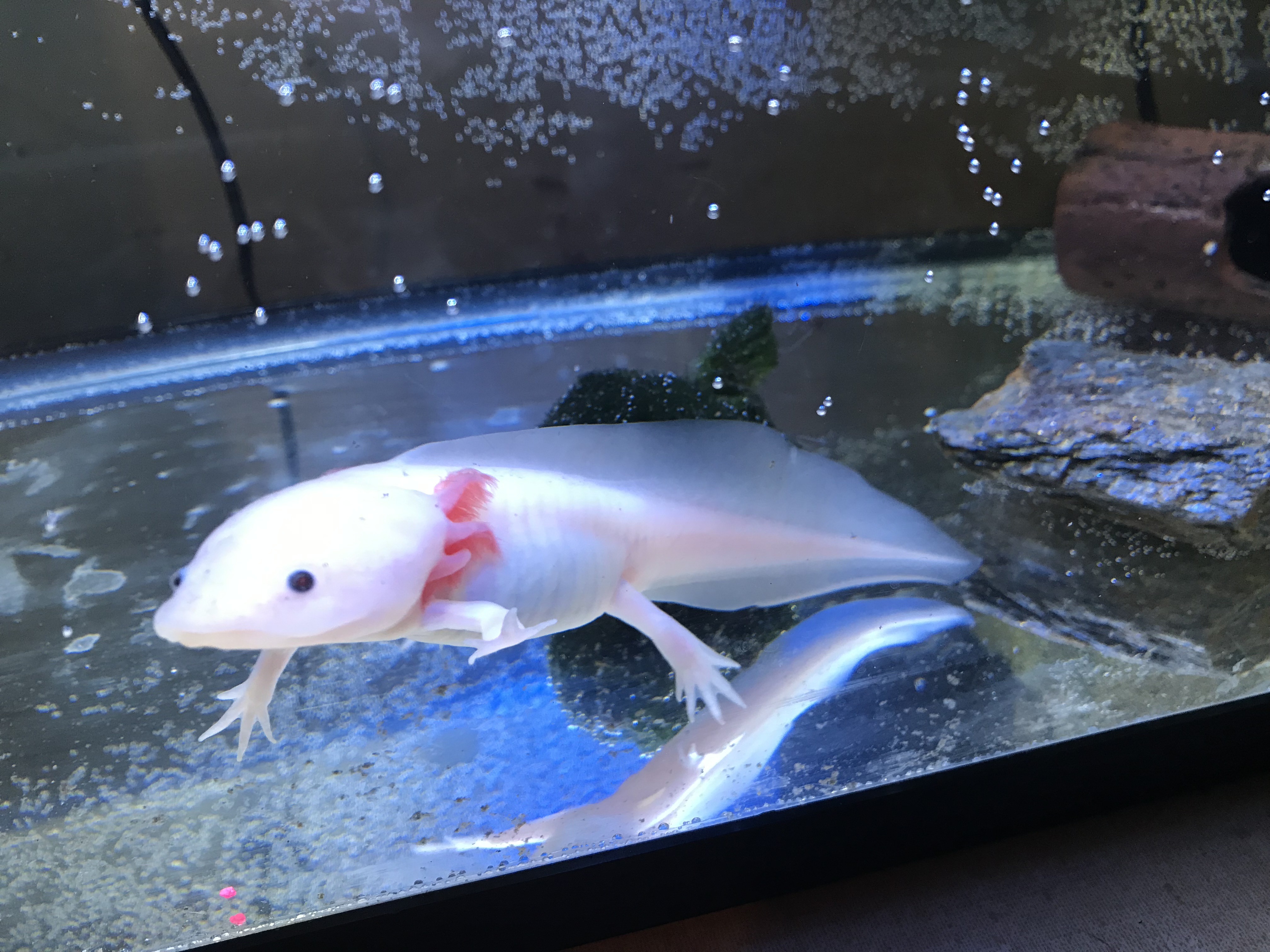 How to Set Up an Axolotl Tank 7 Steps Instructables