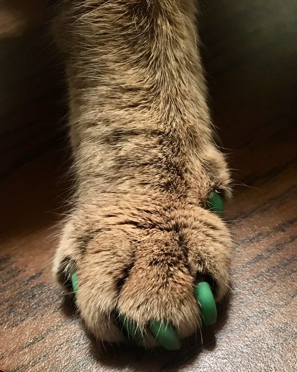 Top 118+ are cat nail caps bad super hot songngunhatanh.edu.vn